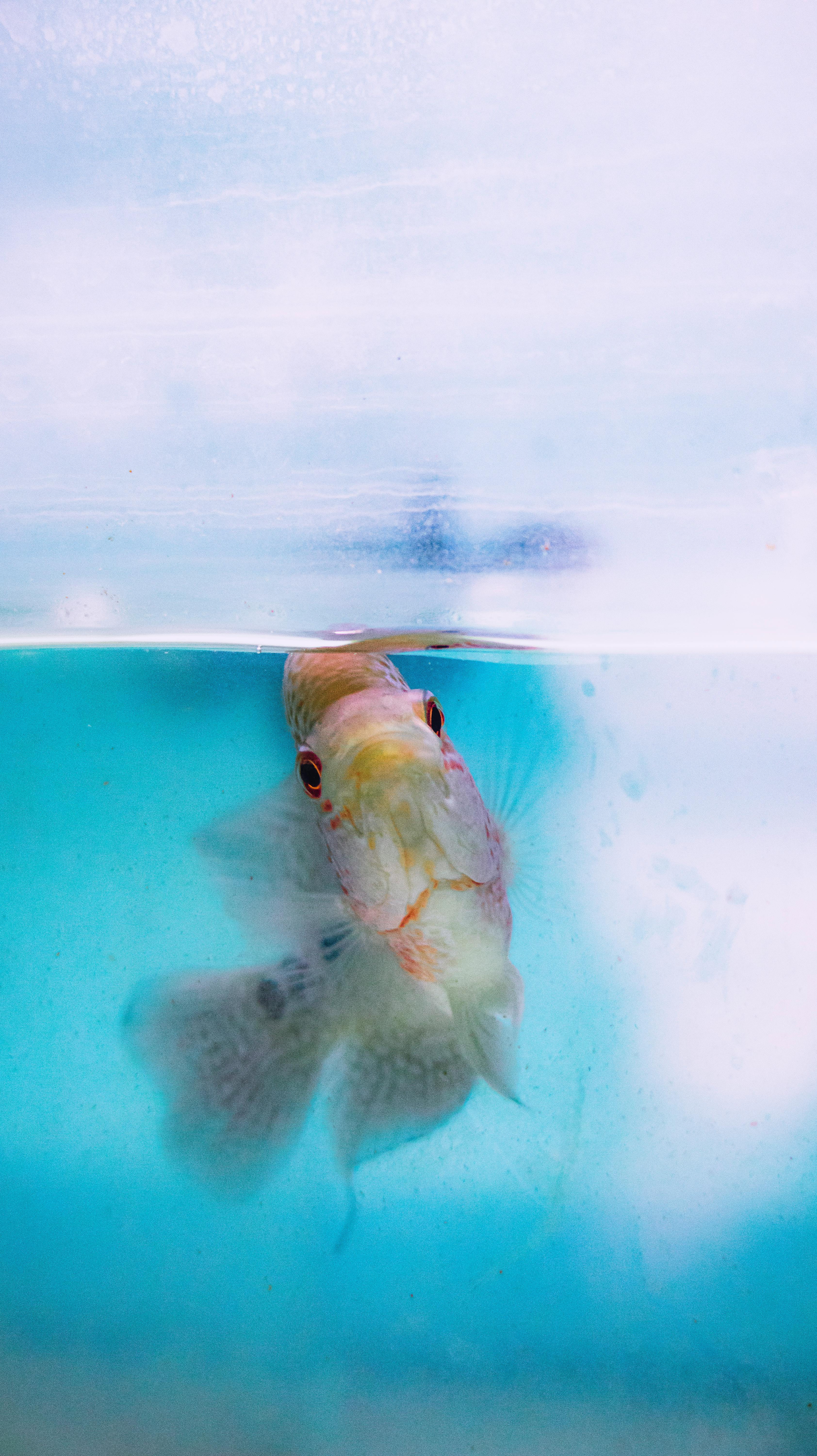 Fish at the Top of Its Tank Fish at the Top of Its Tank