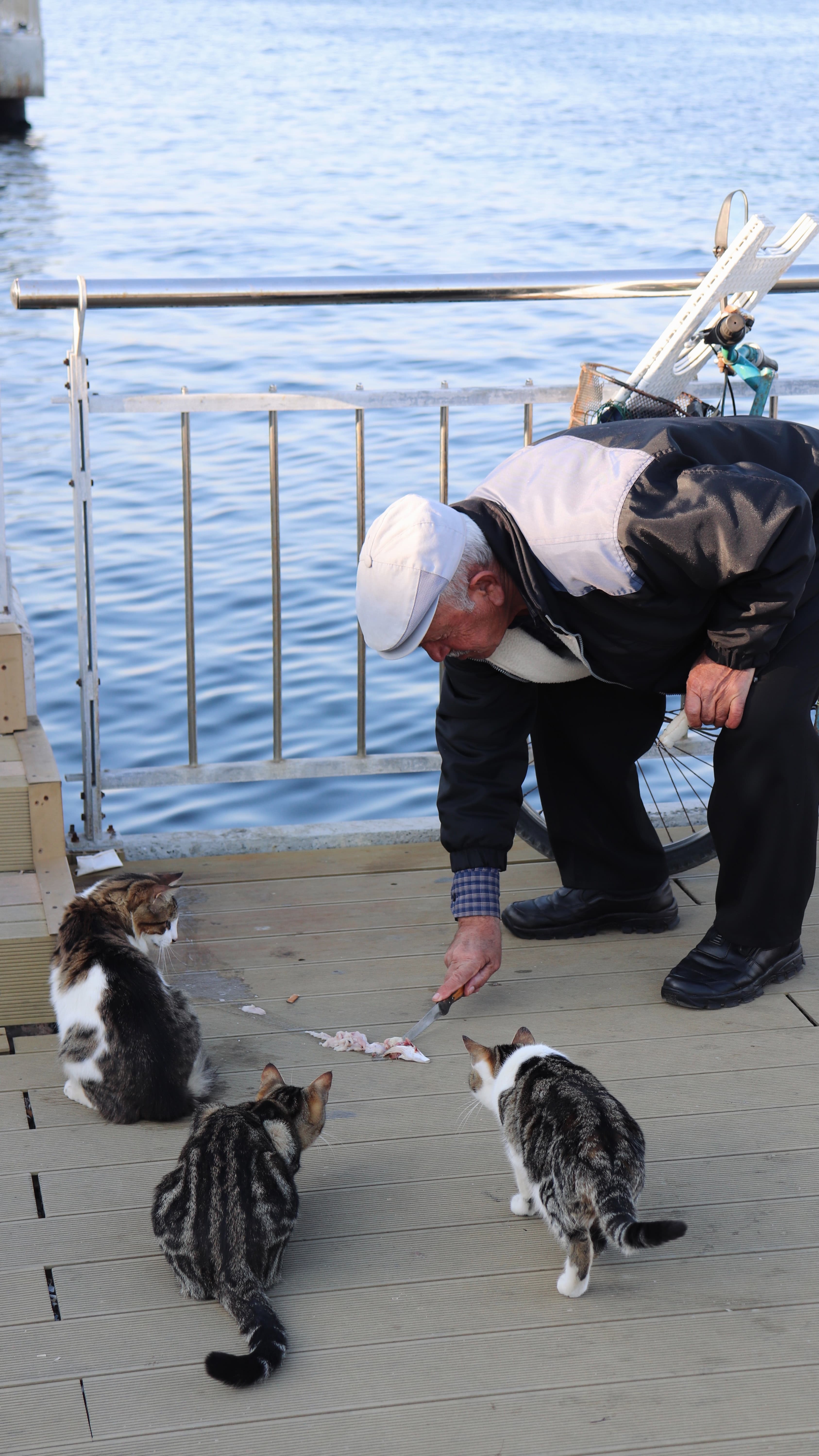Elderly Man Feeding Cats on the Street Elderly Man Feeding Cats on the Street