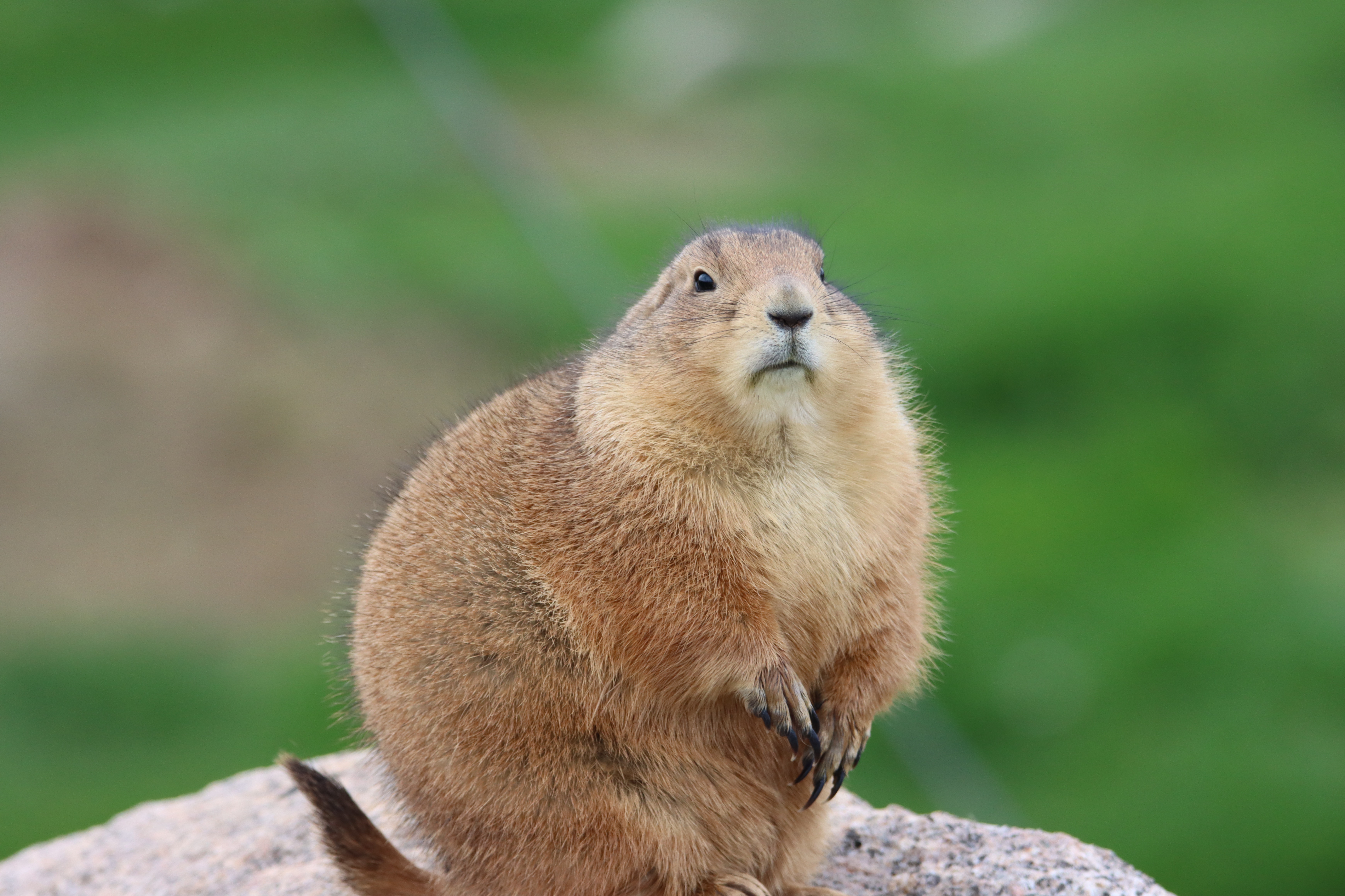 Prairie Dog Close Up Image Prairie Dog Close Up Image