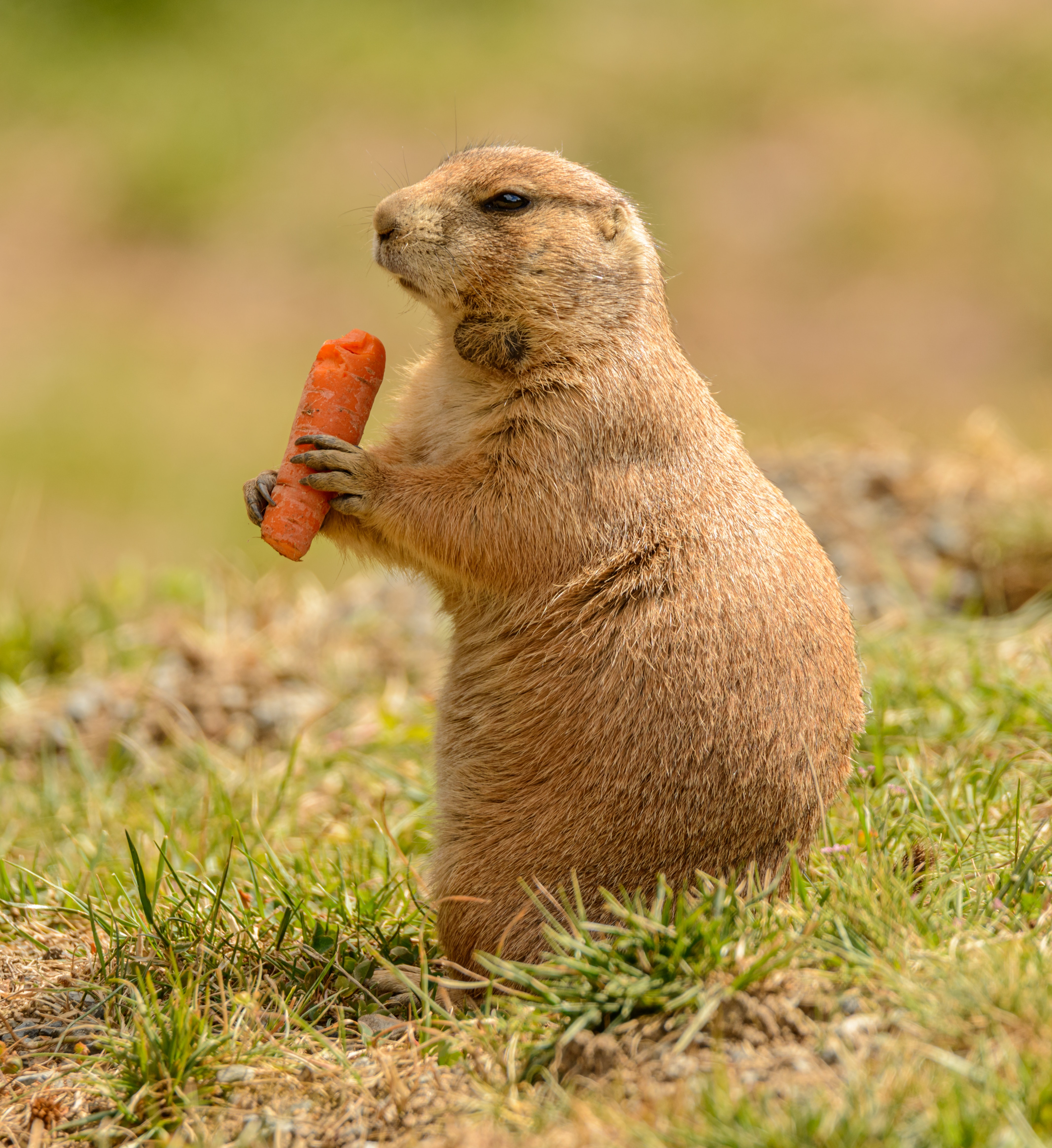 Prairie Dog Eating a Carrot. A Prairie Dog as a Pet Needs a Balanced Diet Prairie Dog Eating a Carrot. A Prairie Dog as a Pet Needs a Balanced Diet