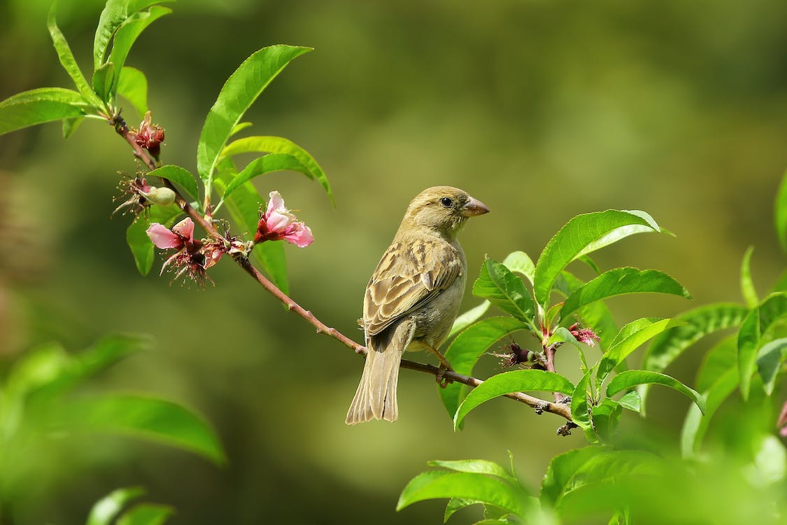 Bird Perched on a Flowering Leafy Branch