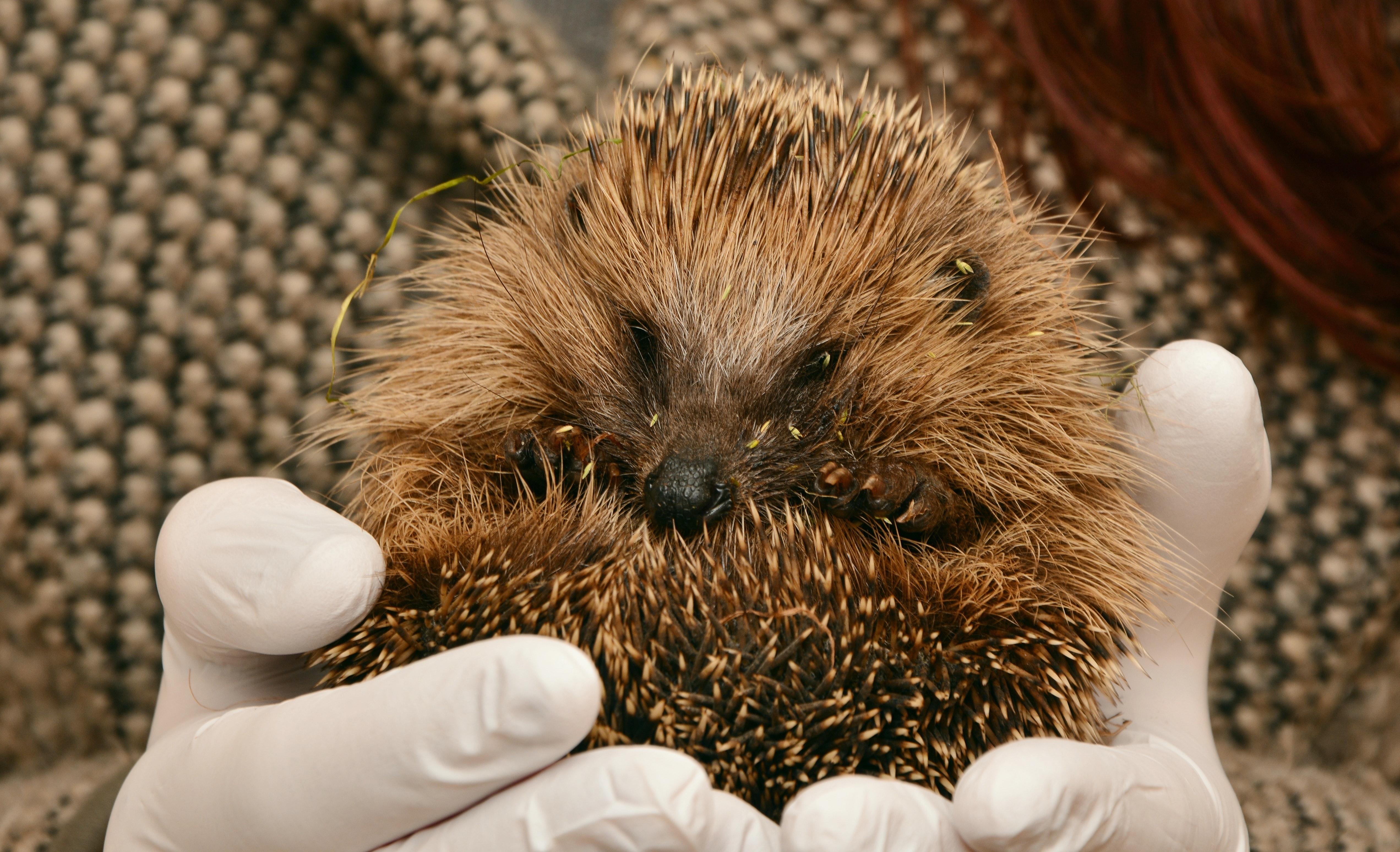 Hedgehog Curled up in the Hands of a Person