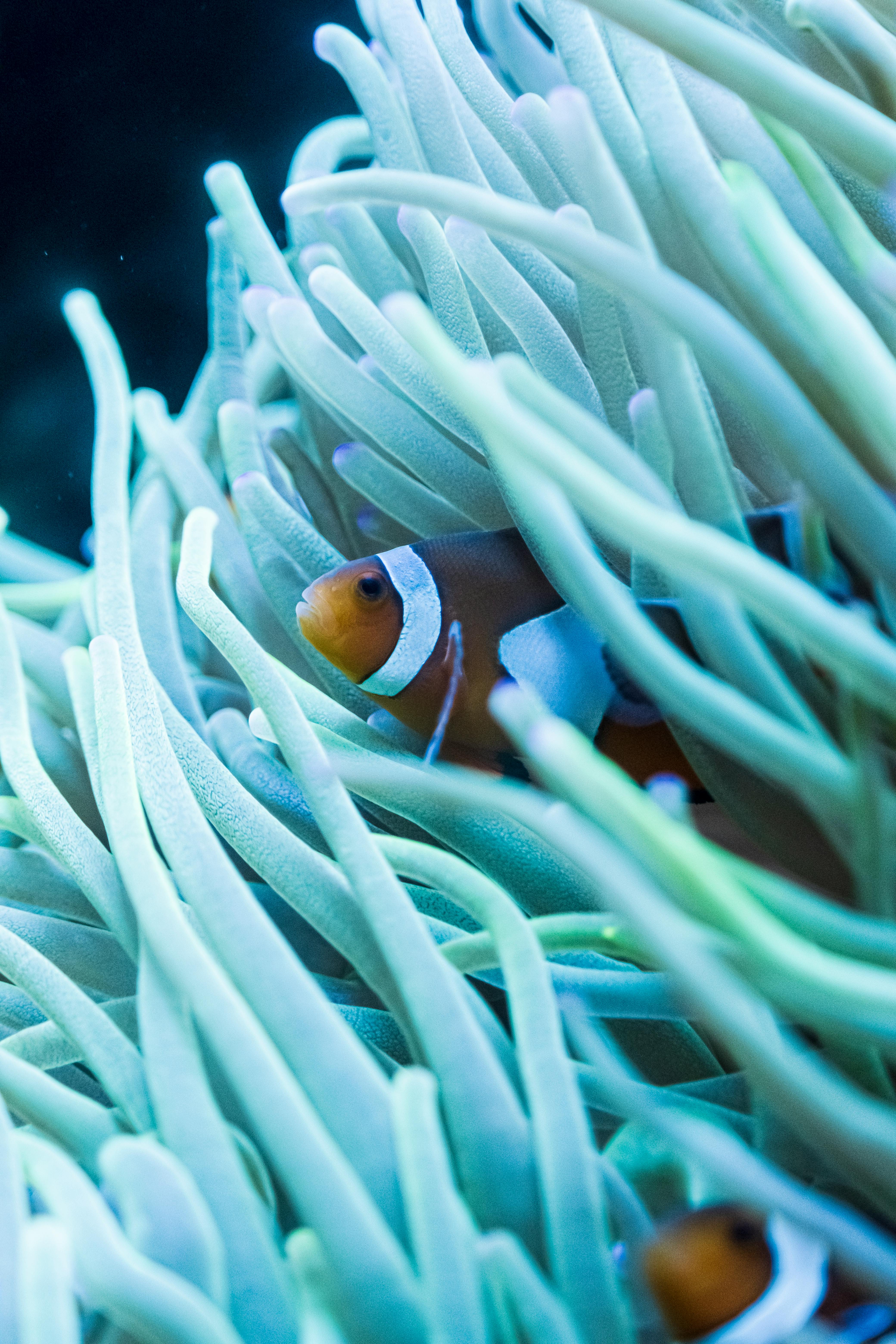 A Clown Fish Among Some Plants