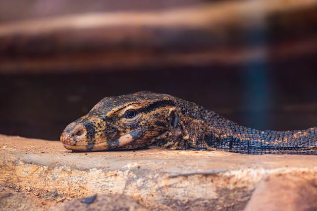 Monitor Lizard Resting Its Head on a Rock