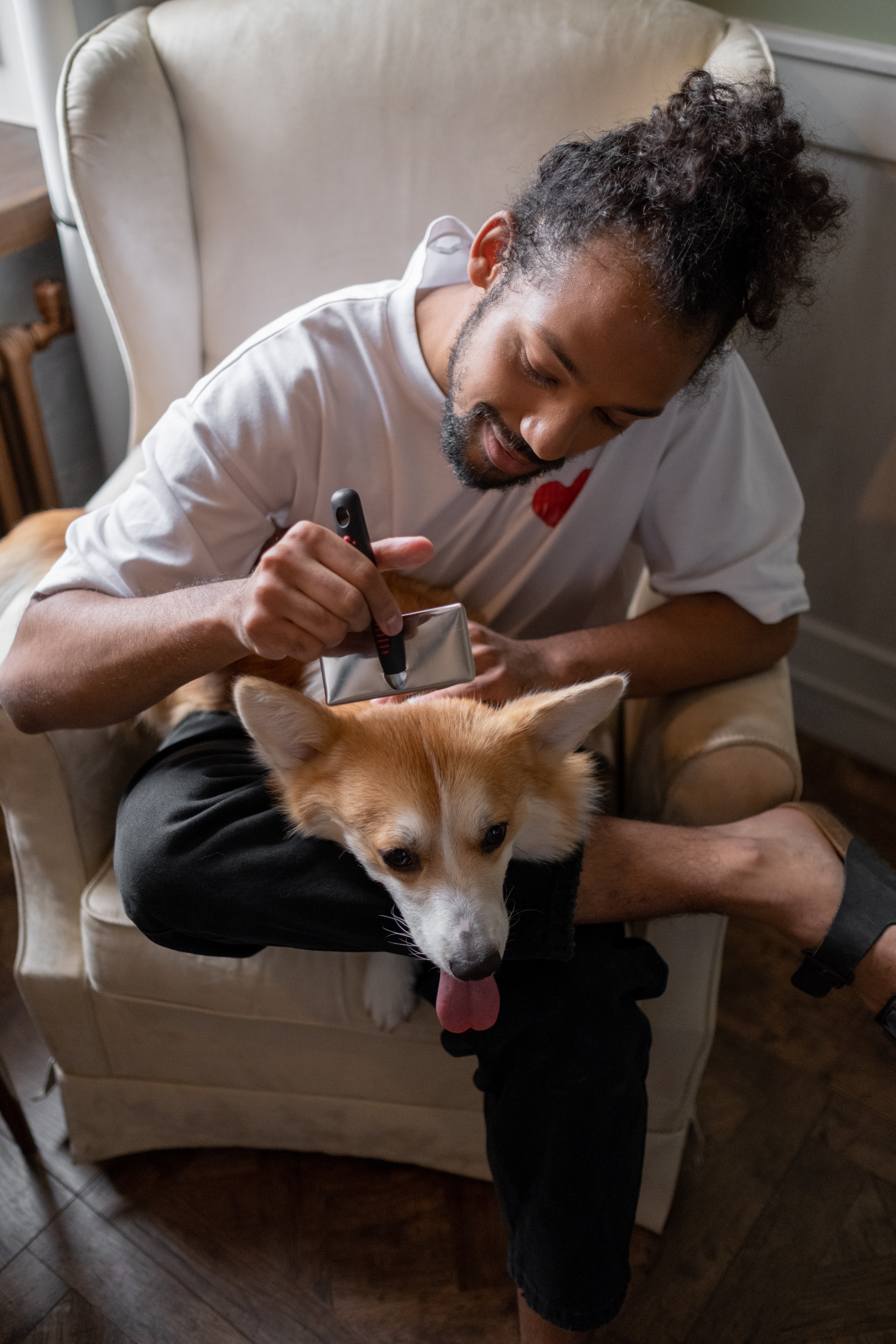 Man Combing a Corgi
