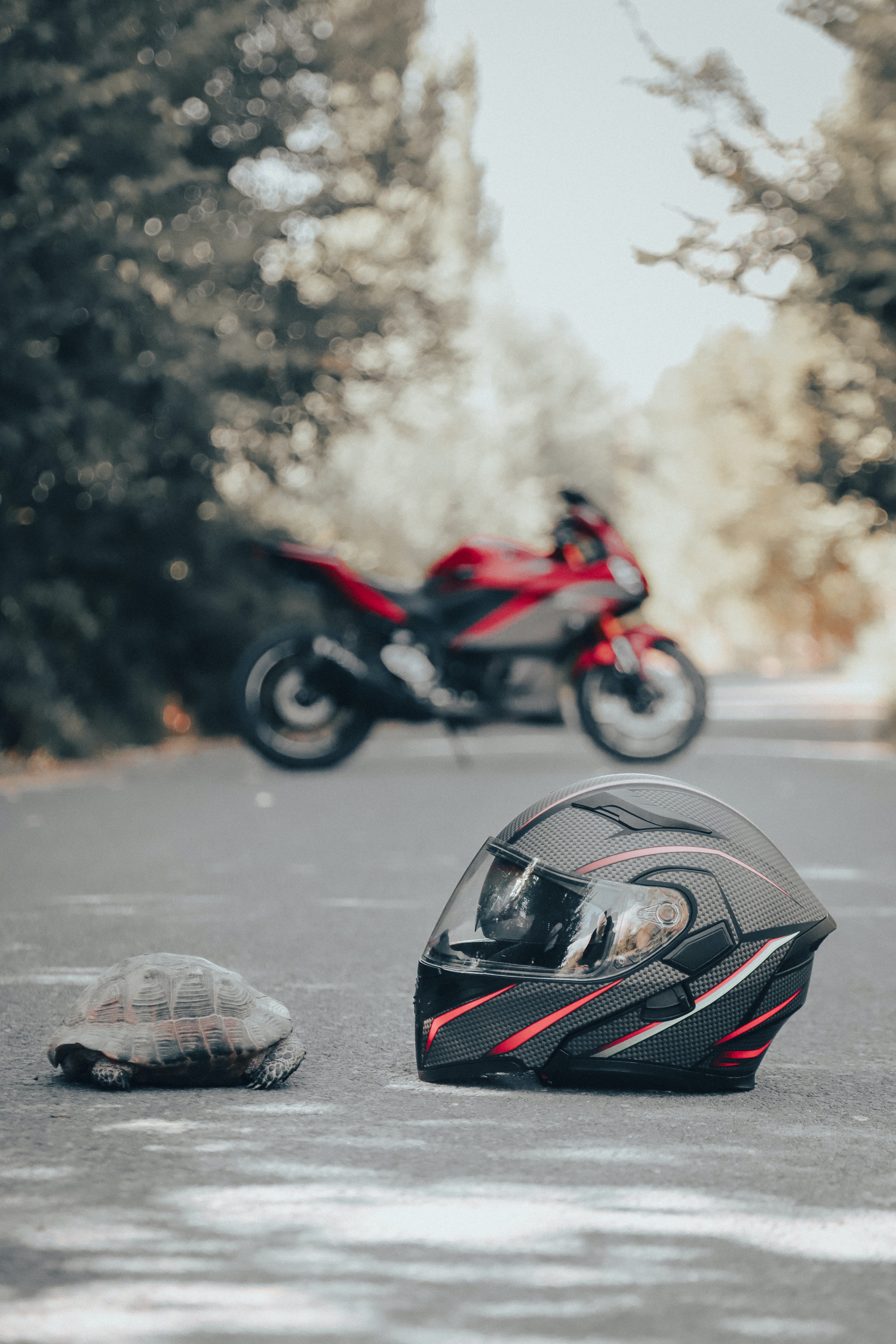 Tortoise in the Road. There is a Motorcycle Helmet in Front of the Tortoise and a Motorcycle in the Background Tortoise in the Road. There is a Motorcycle Helmet in Front of the Tortoise and a Motorcycle in the Background
