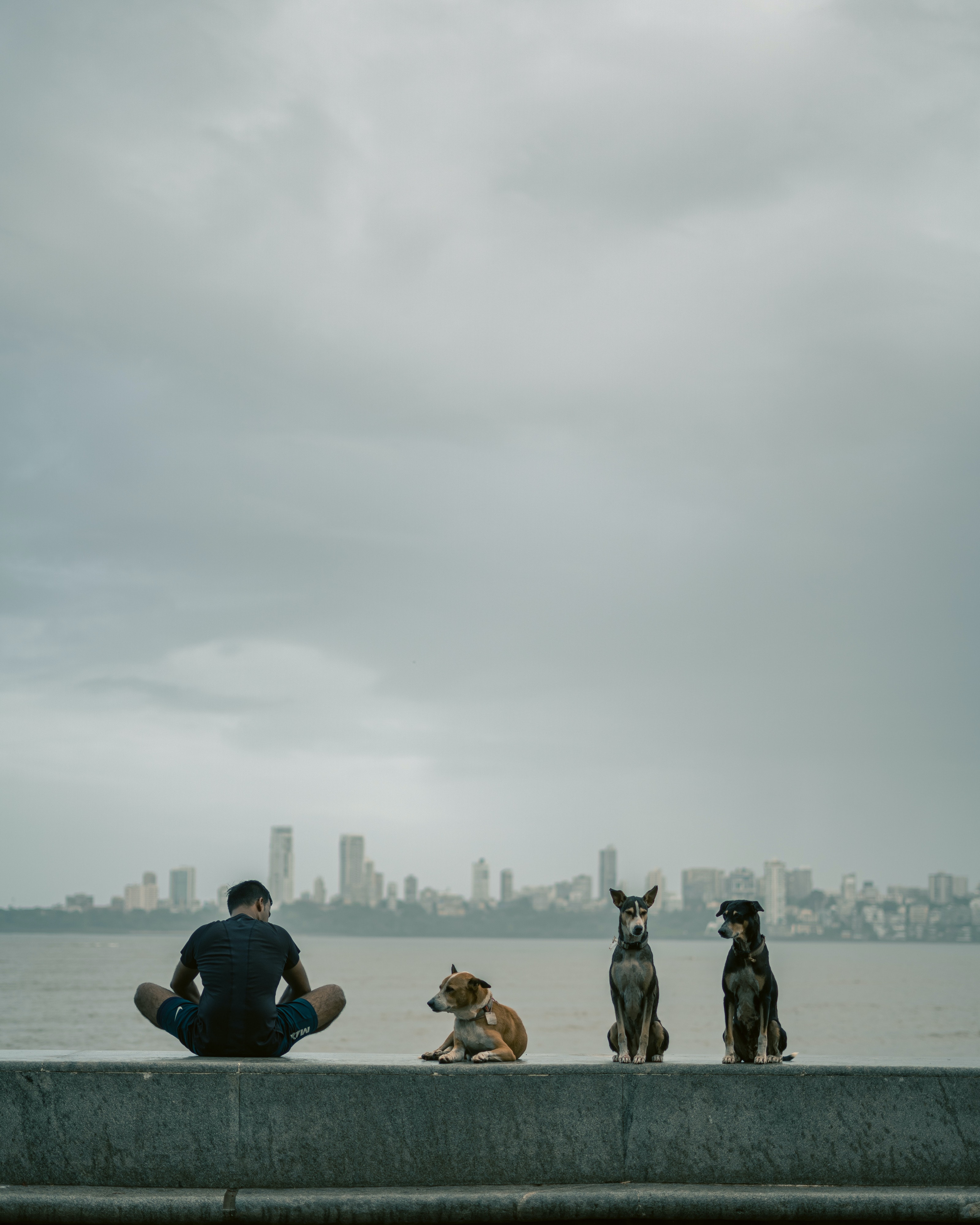 Man Sitting on a Concrete Wall with Three Dogs Next to Him. The Background is a Skyline of a City Man Sitting on a Concrete Wall with Three Dogs Next to Him. The Background is a Skyline of a City