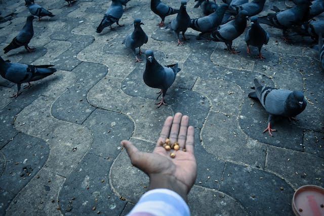 Person Holding Out Their Hand With Some Seeds For Pigeons to Eat