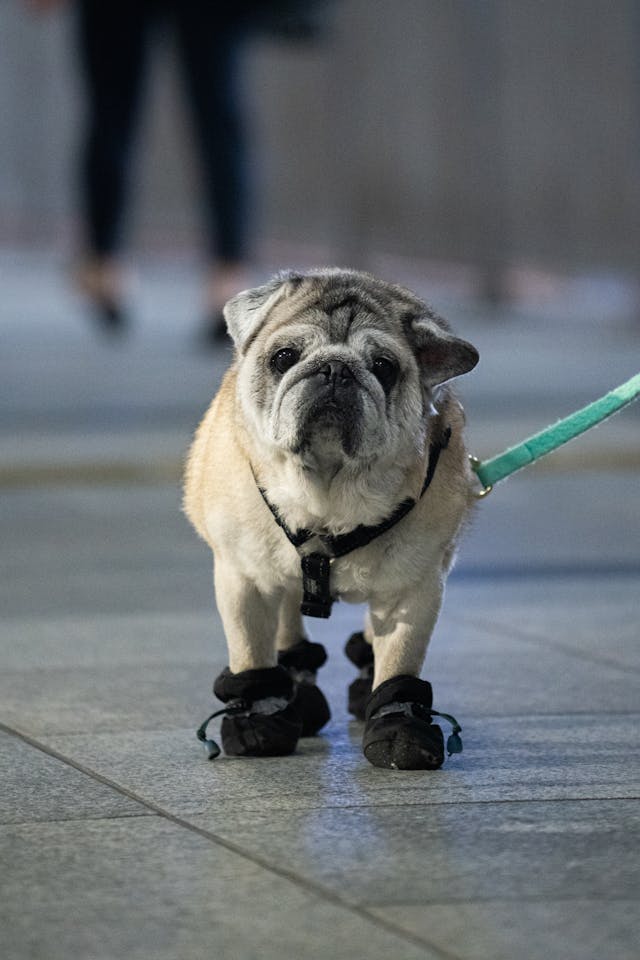 Dog Walking in the Sidewalk With Booties On Dog Walking in the Sidewalk With Booties On
