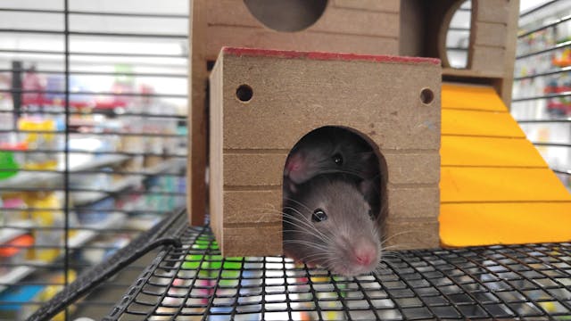 Adopted Pet Rat in a Hidy on the Bottom Level of Its Cage