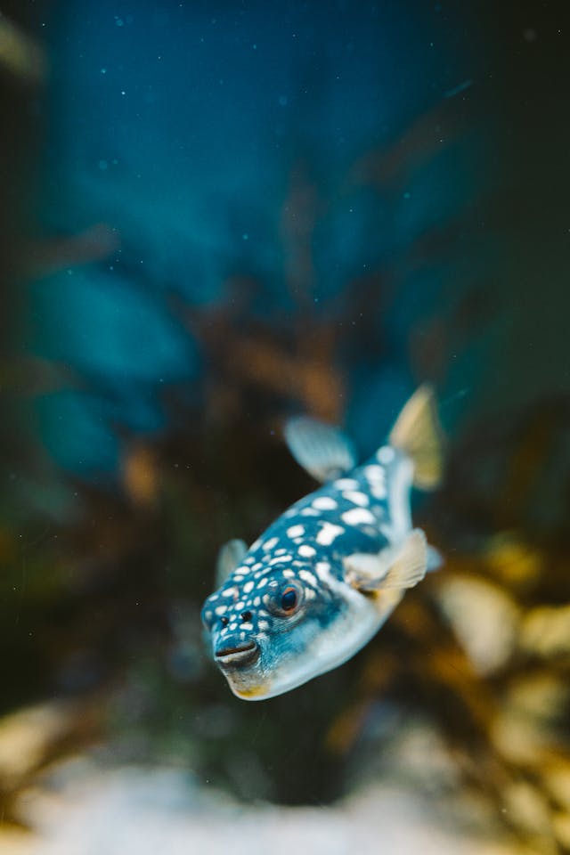 Fish Swimming in a Clean Tank