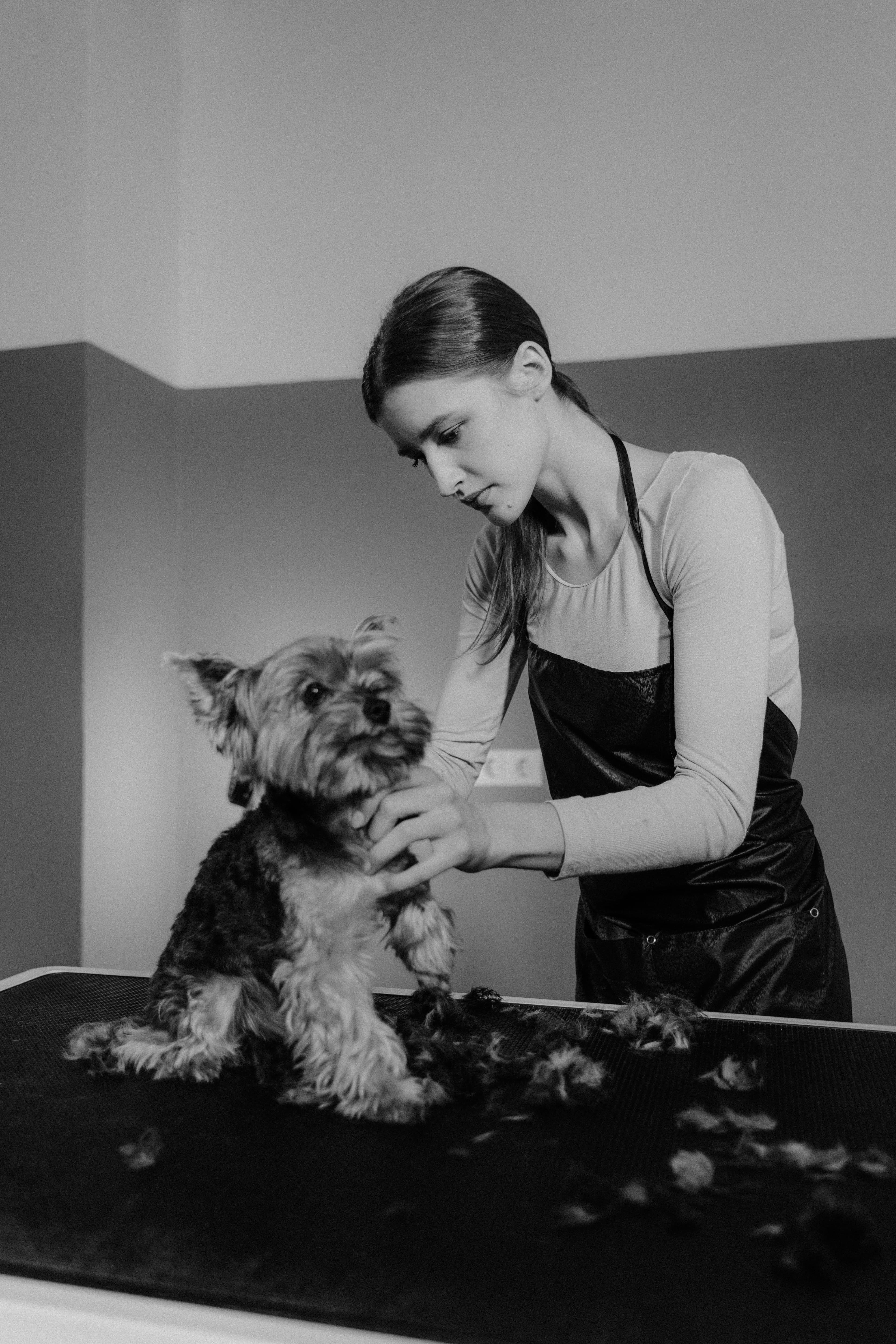 Black and White Picture of a Woman Grooming a Dog Black and White Picture of a Woman Grooming a Dog