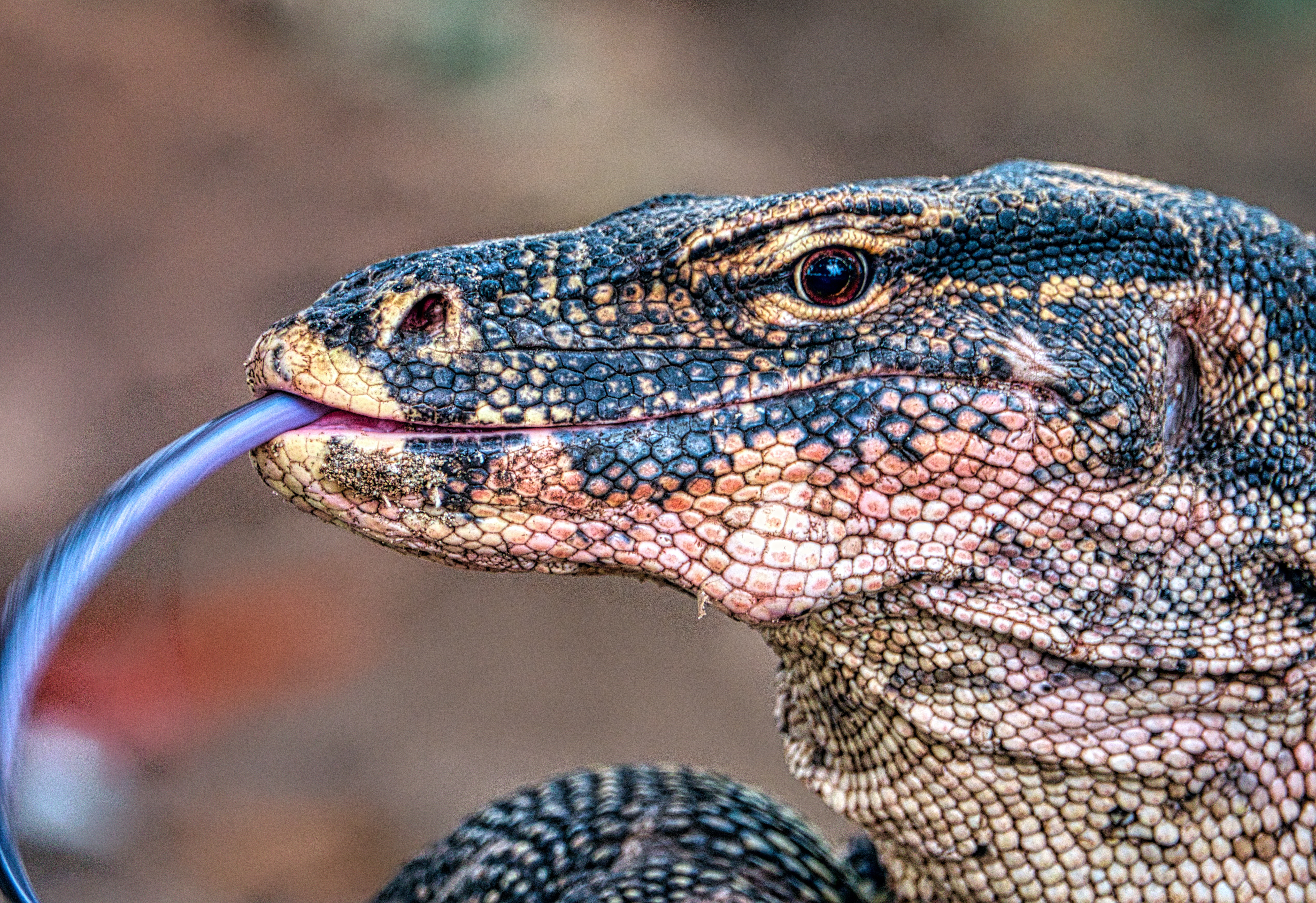 Blue Tongue Skink Likes to Be Alone