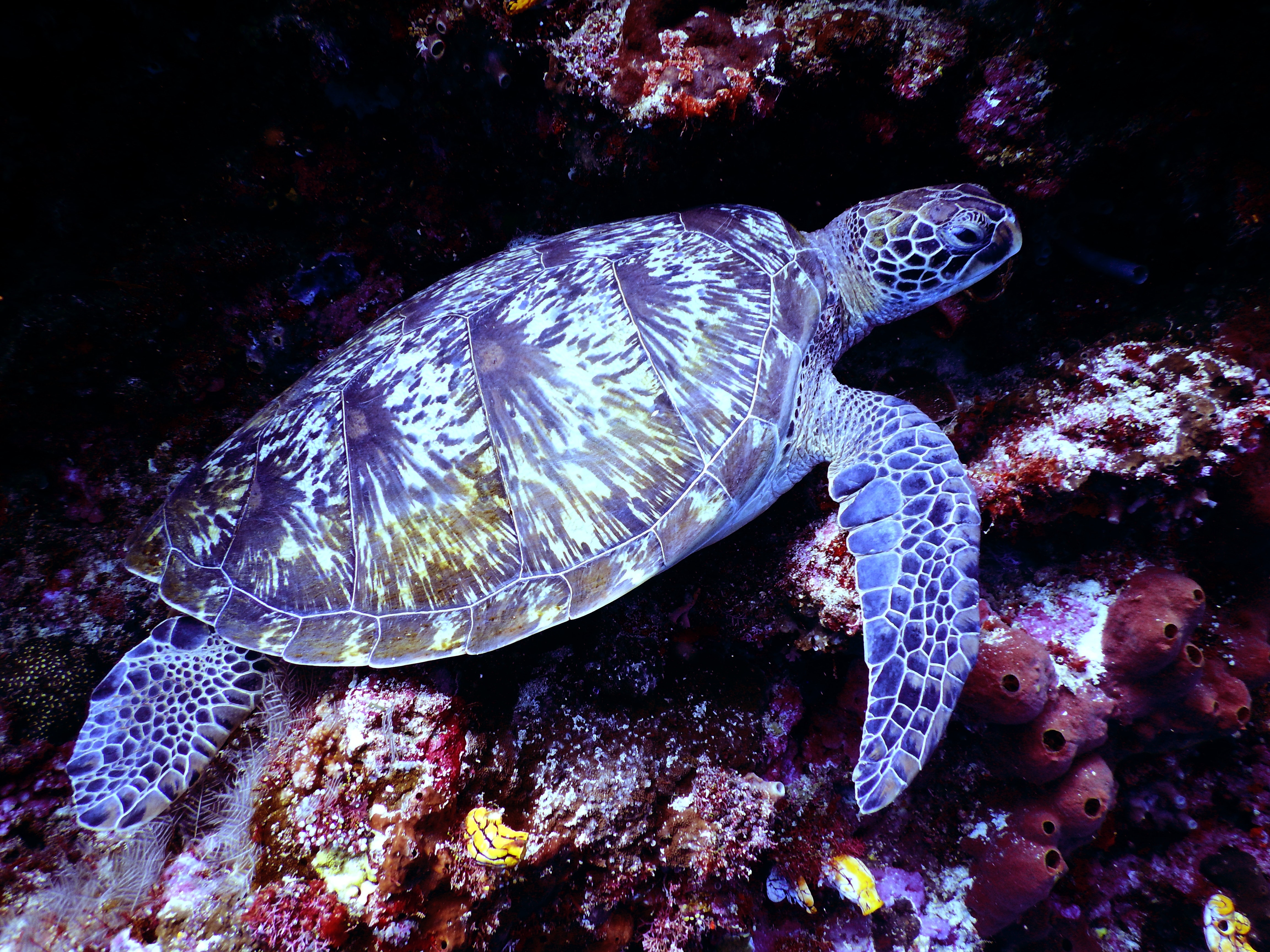 A Pet Turtle Resting in the Water, Lying on Some Rocks