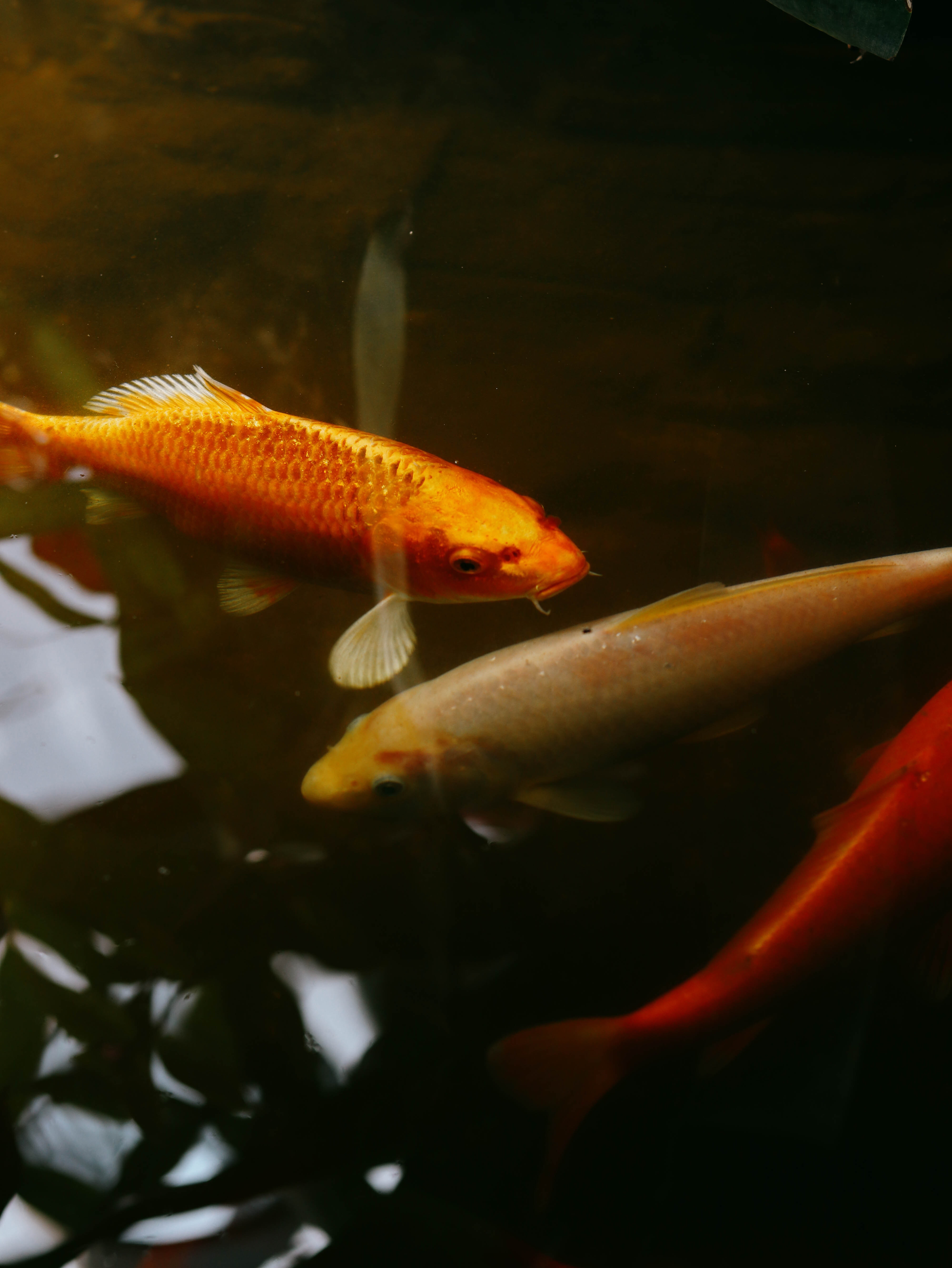 Goldfish Swimming in an Aquarium