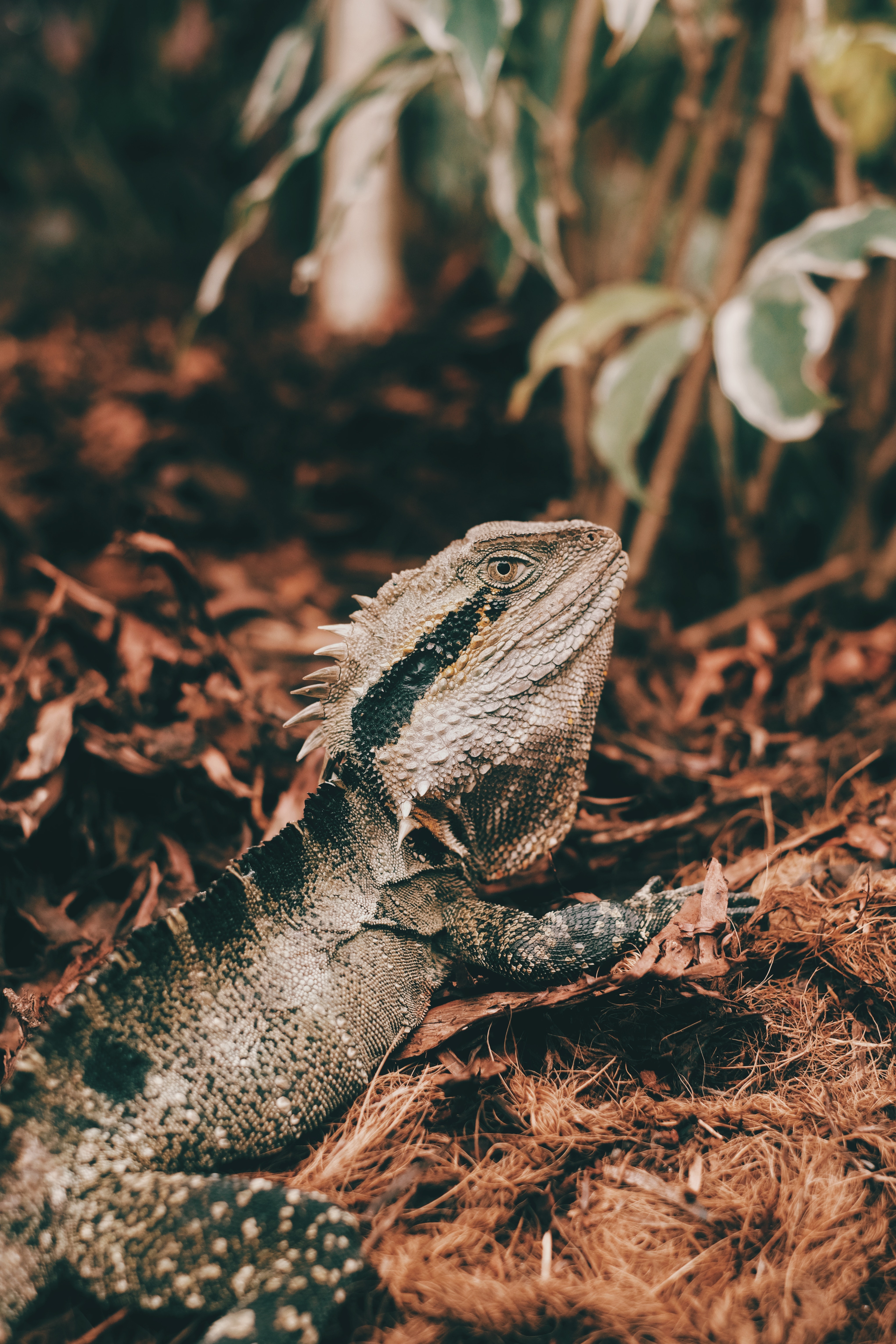 Brown and Black Bearded Dragon on Brown Dried Leaves Brown and Black Bearded Dragon on Brown Dried Leaves