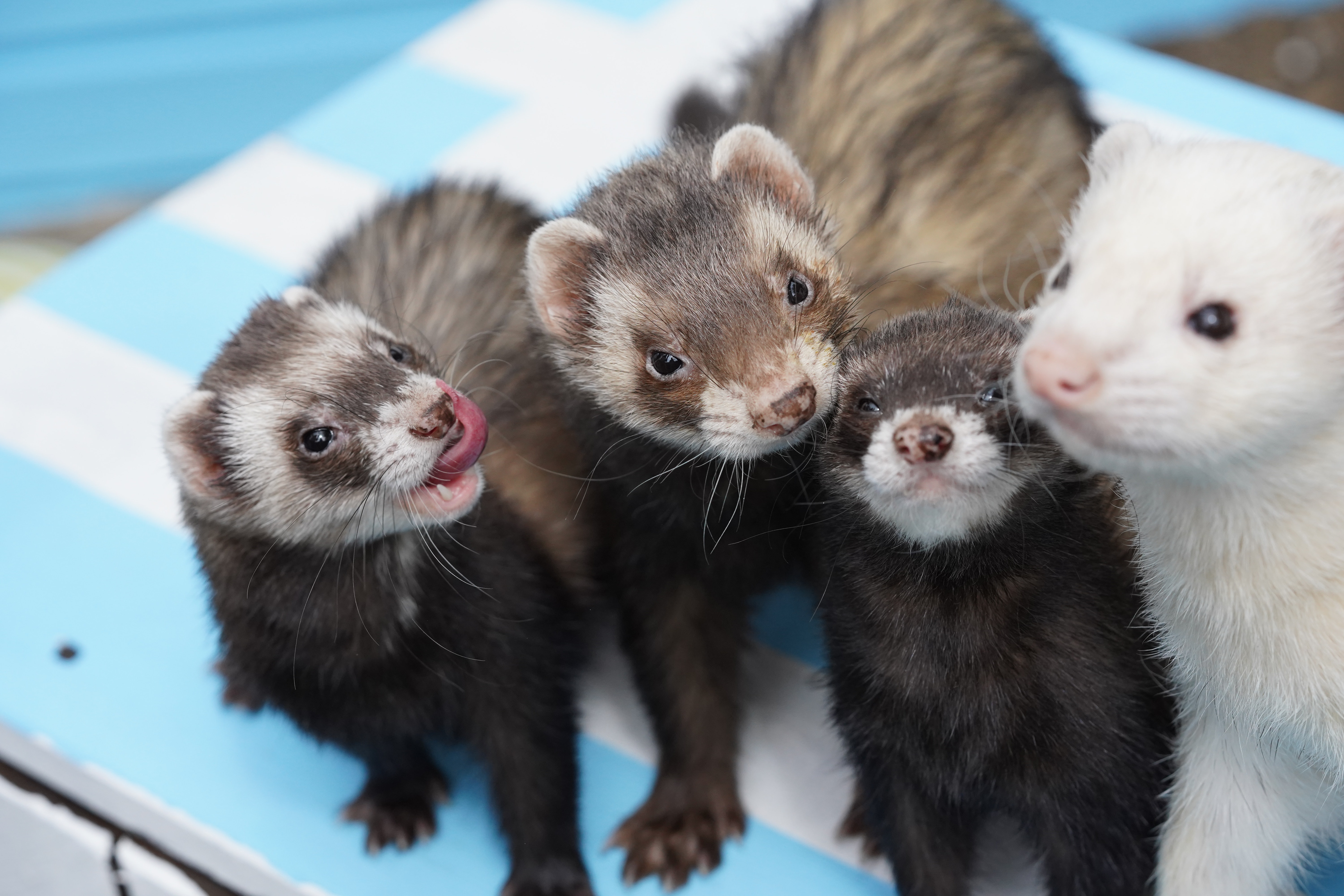 A Bunch of Ferrets Posing for the Camera