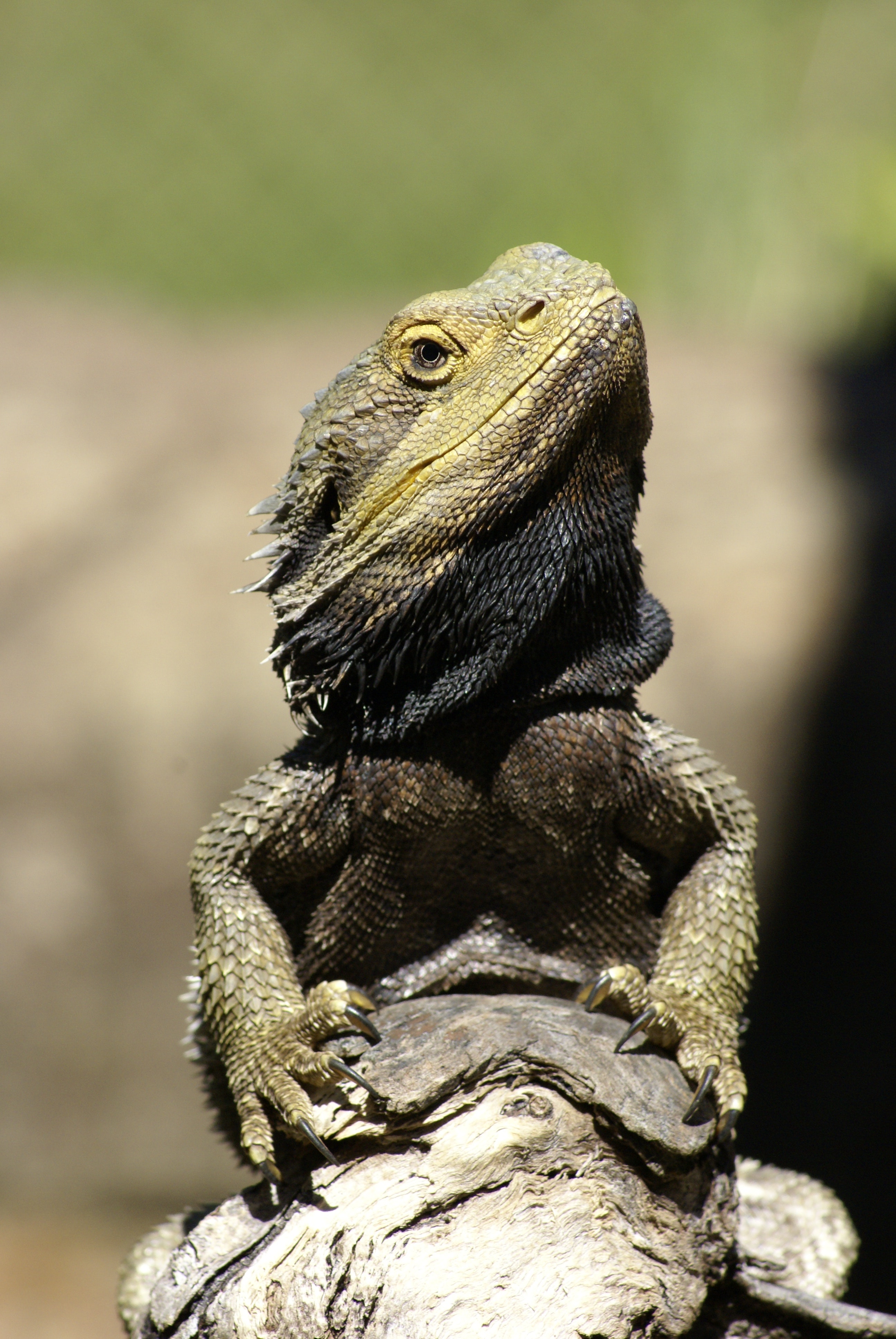Bearded Dragon on a Rock Bearded Dragon on a Rock