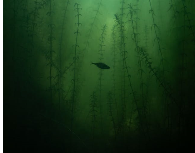 Fish Swimming in Green Algae Filled Water