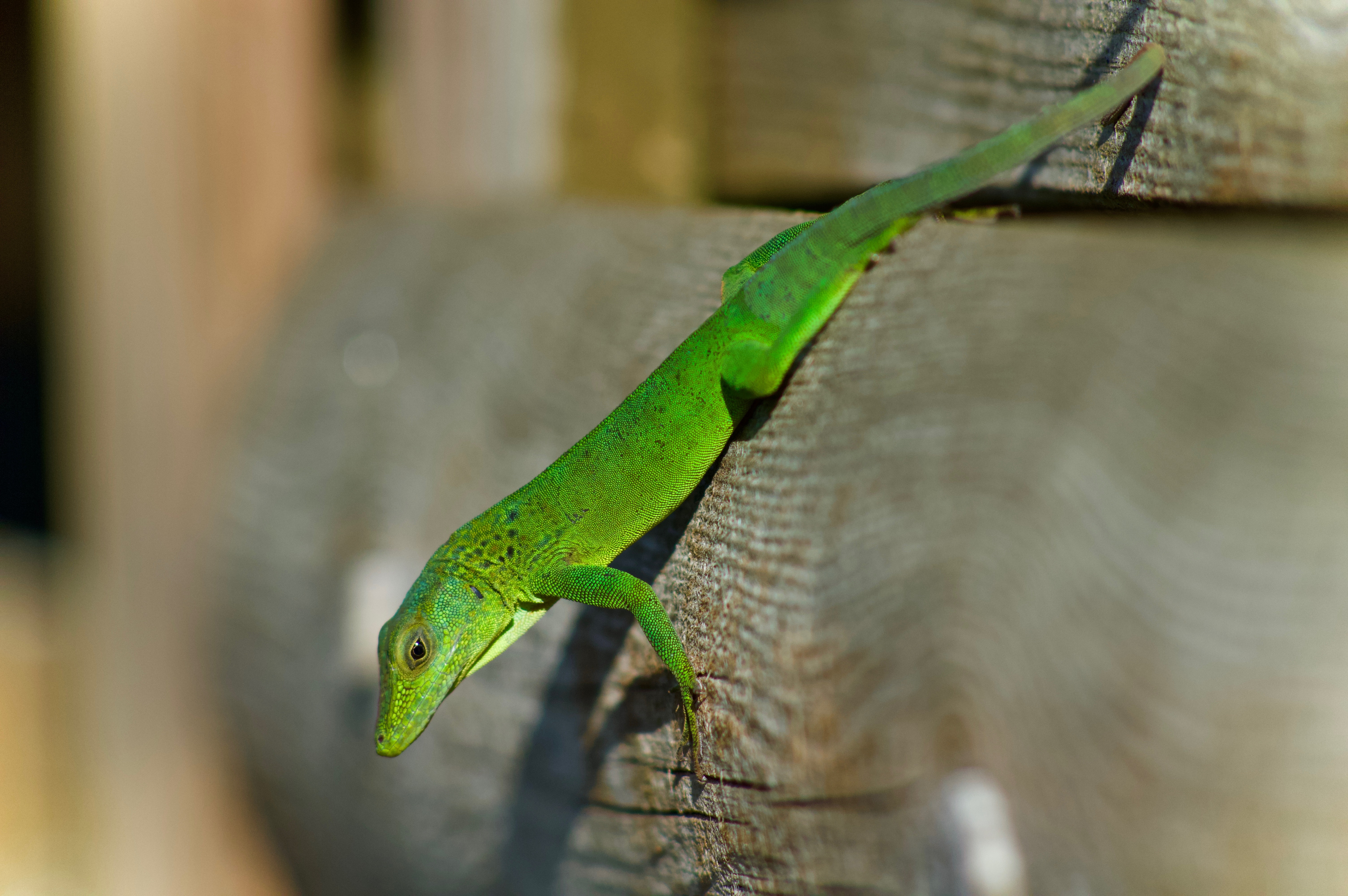Green Anole as a Pet in Its Habitat Green Anole as a Pet in Its Habitat
