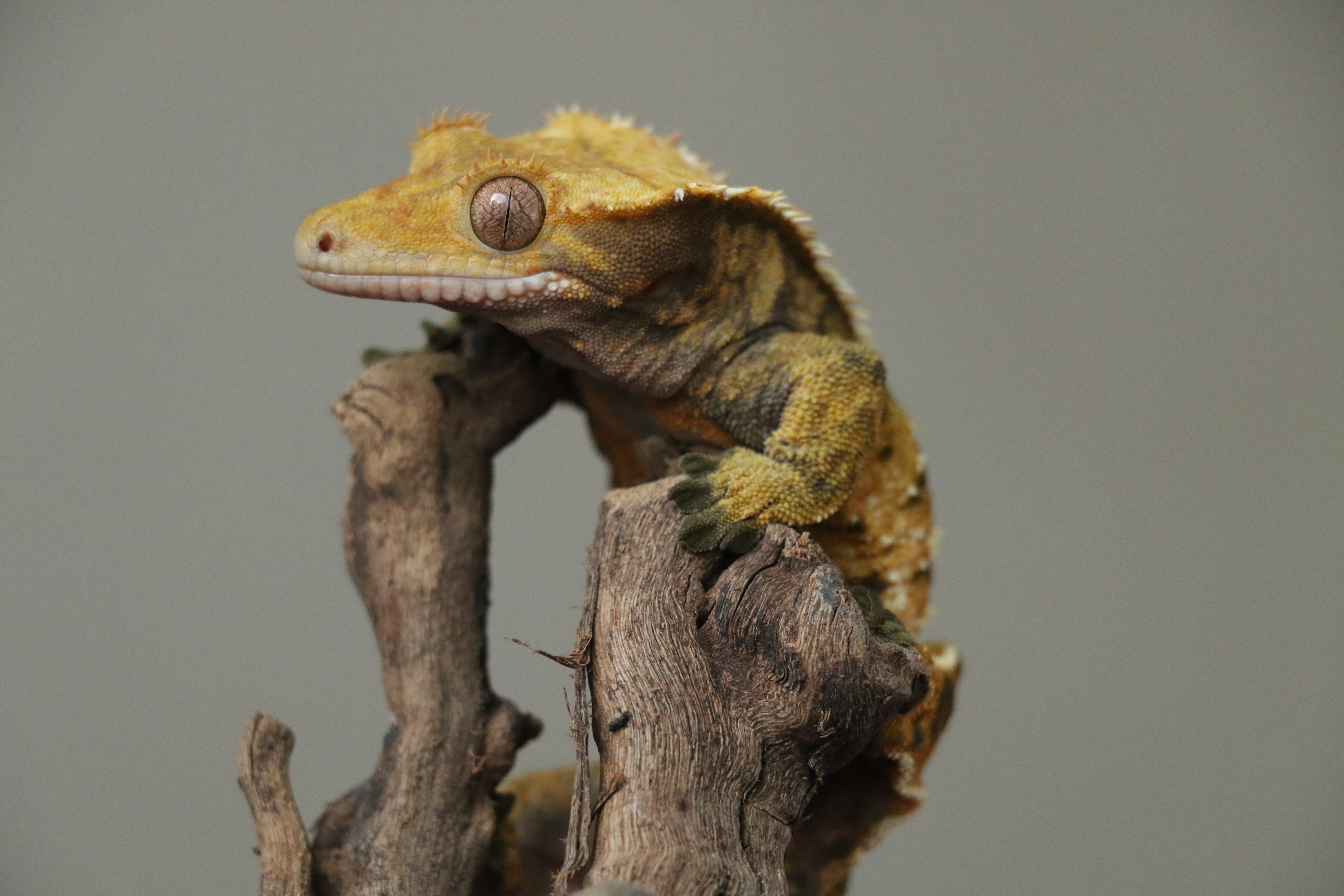 Crested Pet Gecko