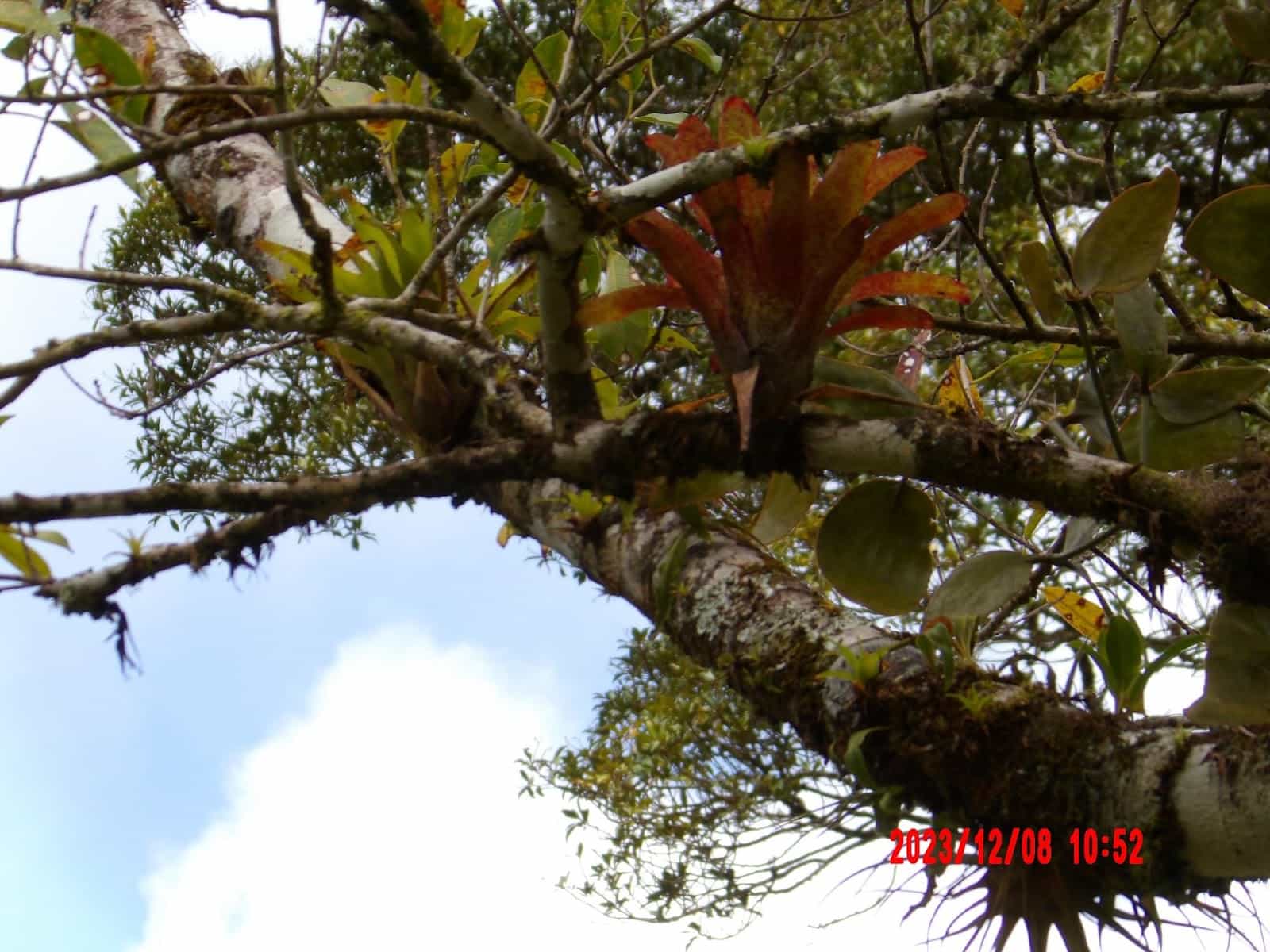 A Close Up of Plants Growing on Trees That We Saw During Our Night Tour of Monteverde A Close Up of Plants Growing on Trees That We Saw During Our Night Tour of Monteverde