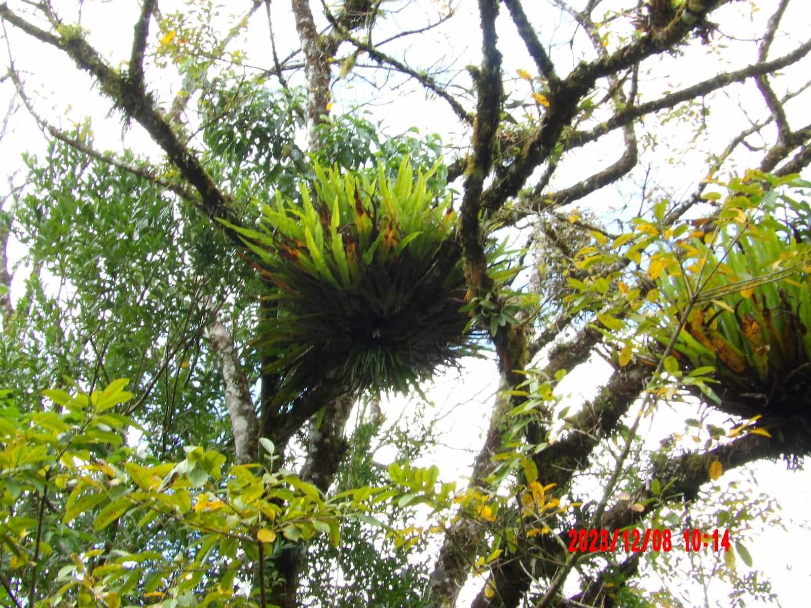 Plants Growing on a Tree A Tree That We Saw During Our Day Tour of Monteverde Plants Growing on a Tree A Tree That We Saw During Our Day Tour of Monteverde