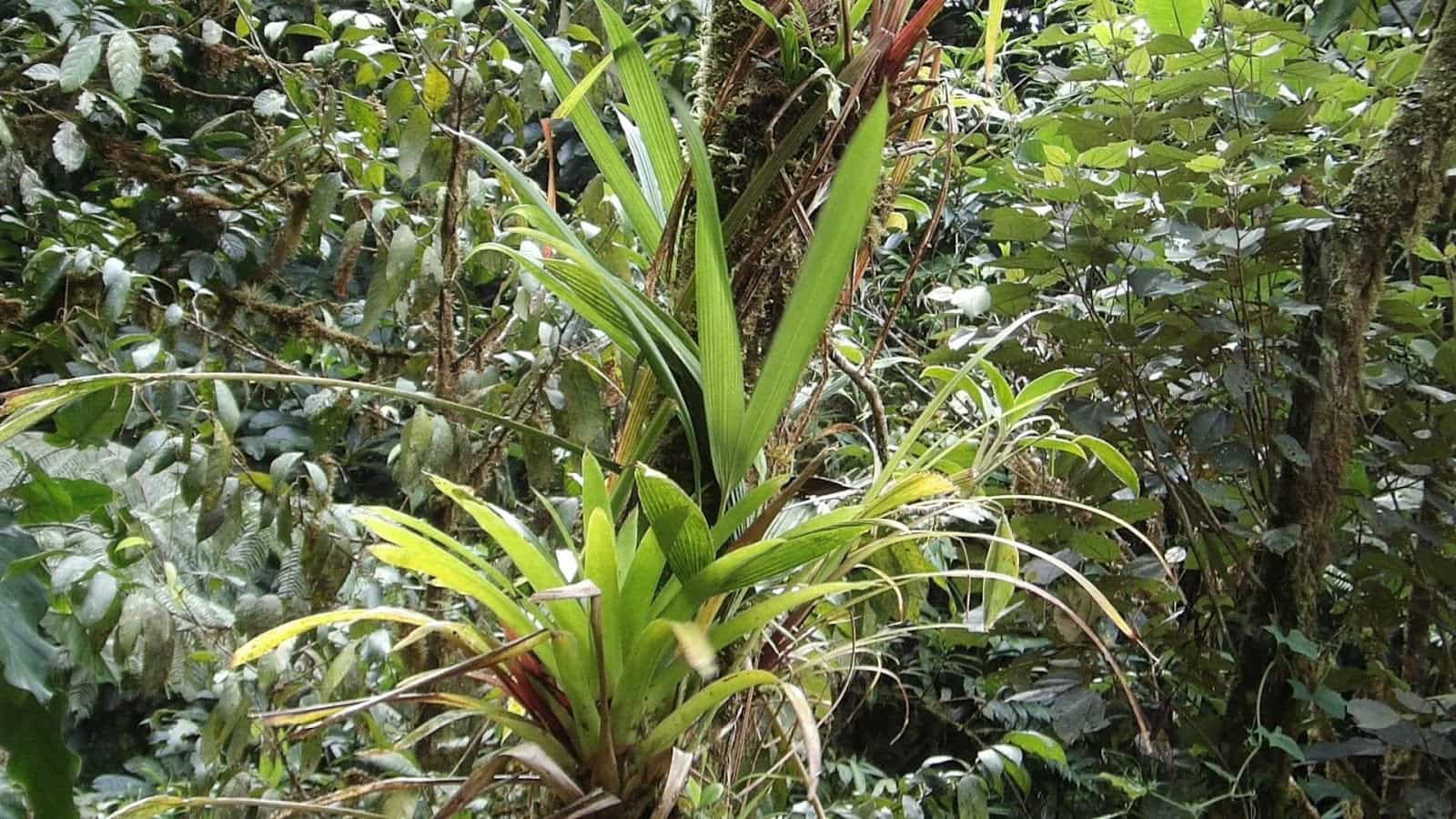 A Close Up of a Green Plant Surrounded by Other Greenery A Close Up of a Green Plant Surrounded by Other Greenery