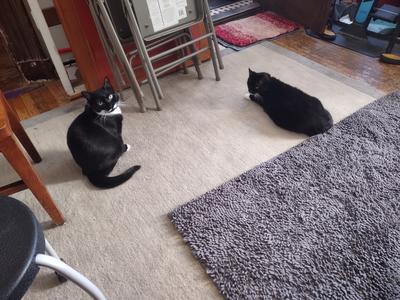 Poppy and Cap'm Nick Furry