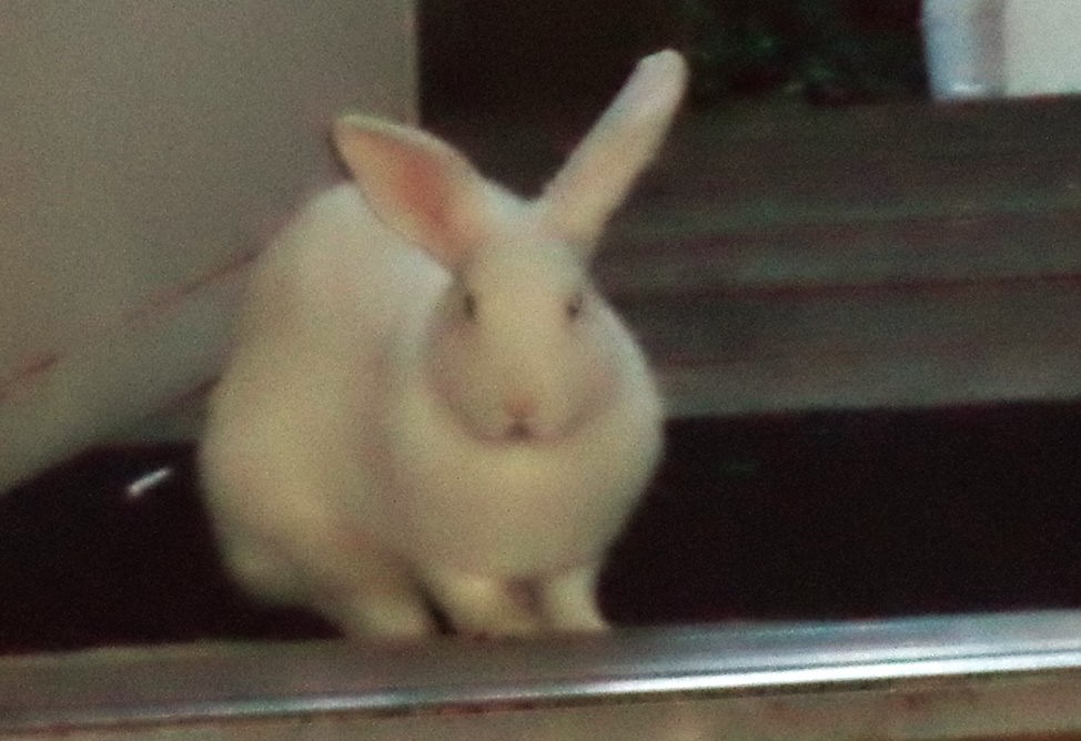 White Rabbit Sitting in the Doorway of a House White Rabbit Sitting in the Doorway of a House