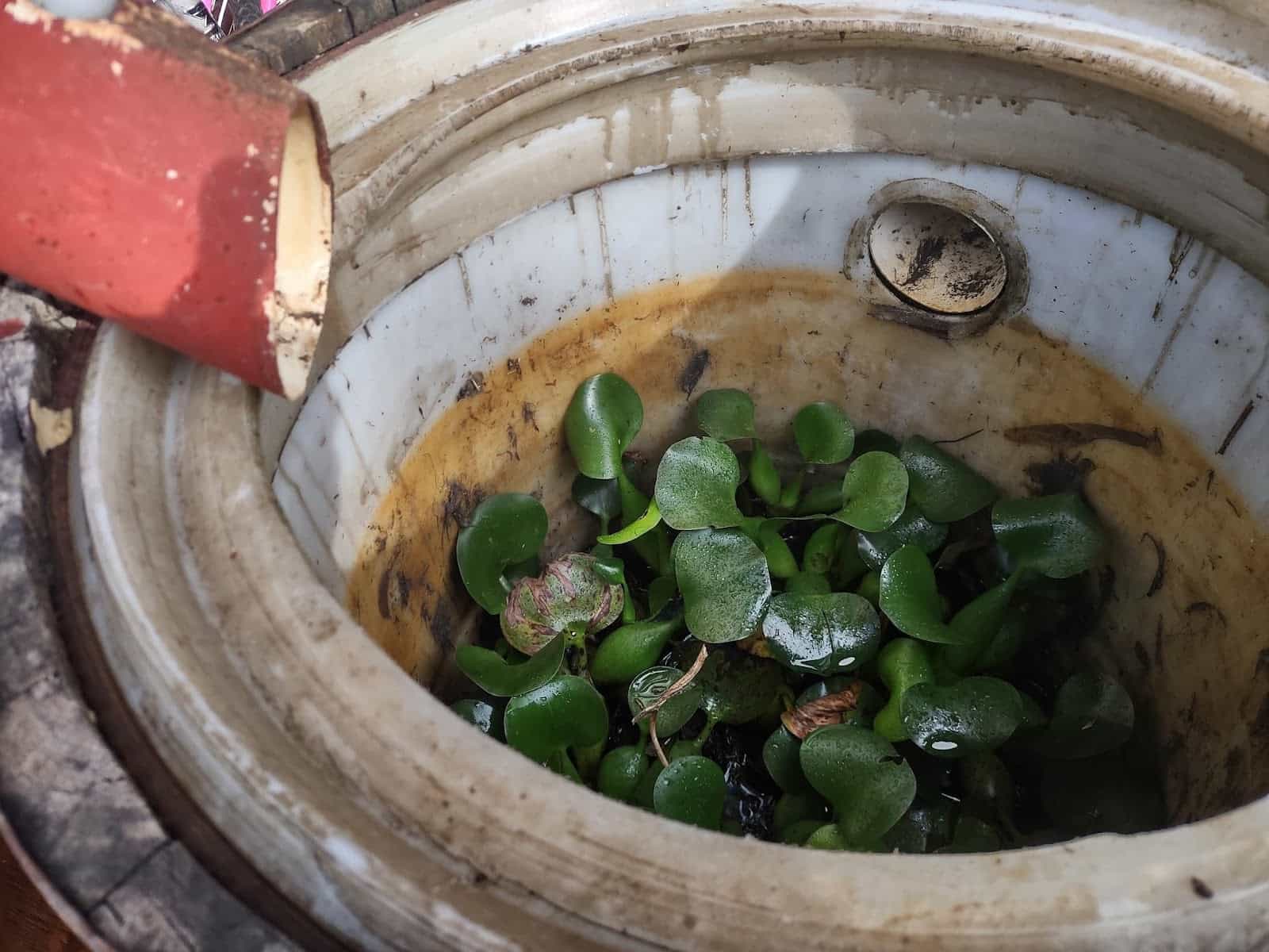 A Rain Barrel With Plants Growing in It