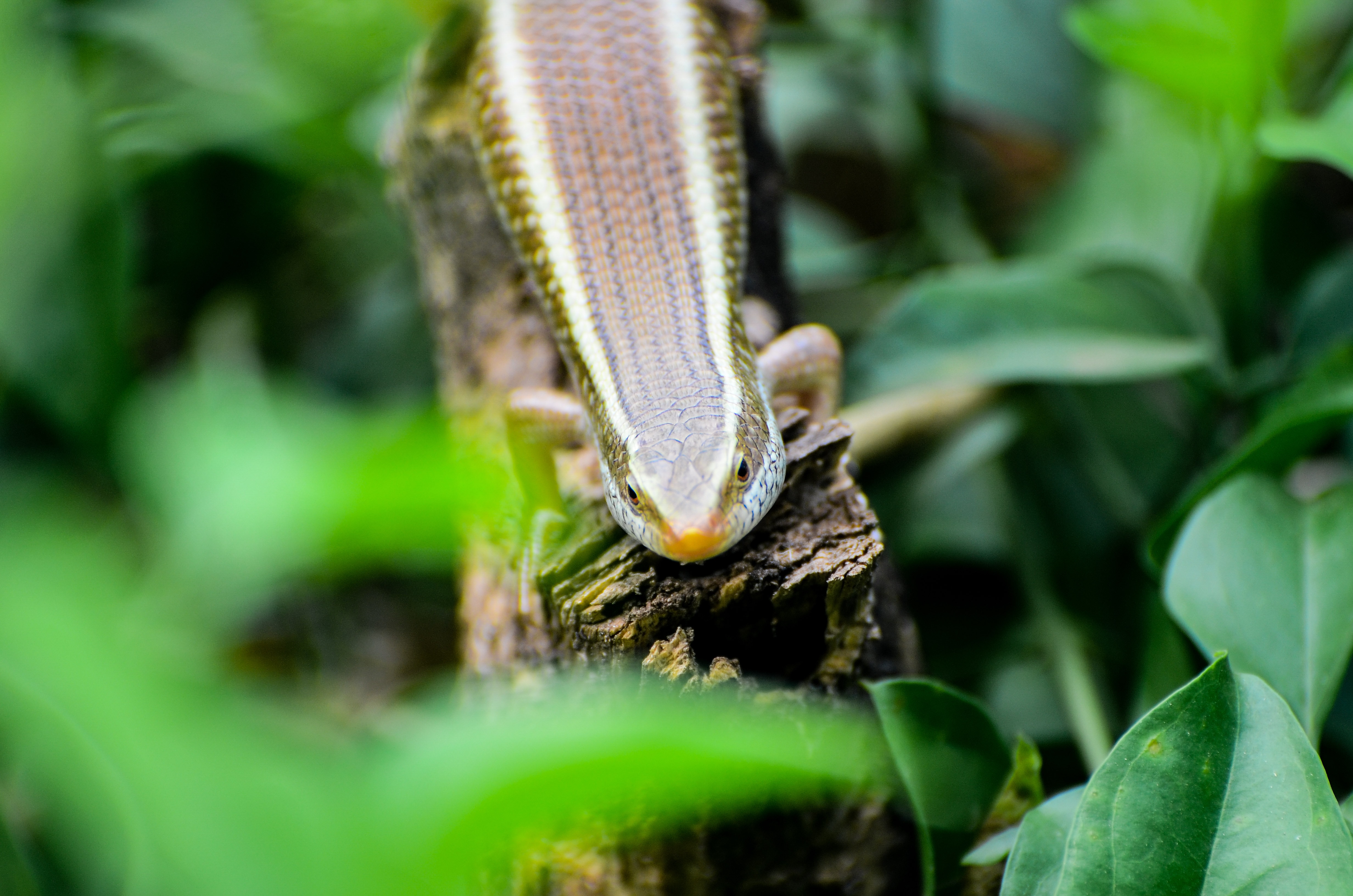 Skink on a Leaf Skink on a Leaf