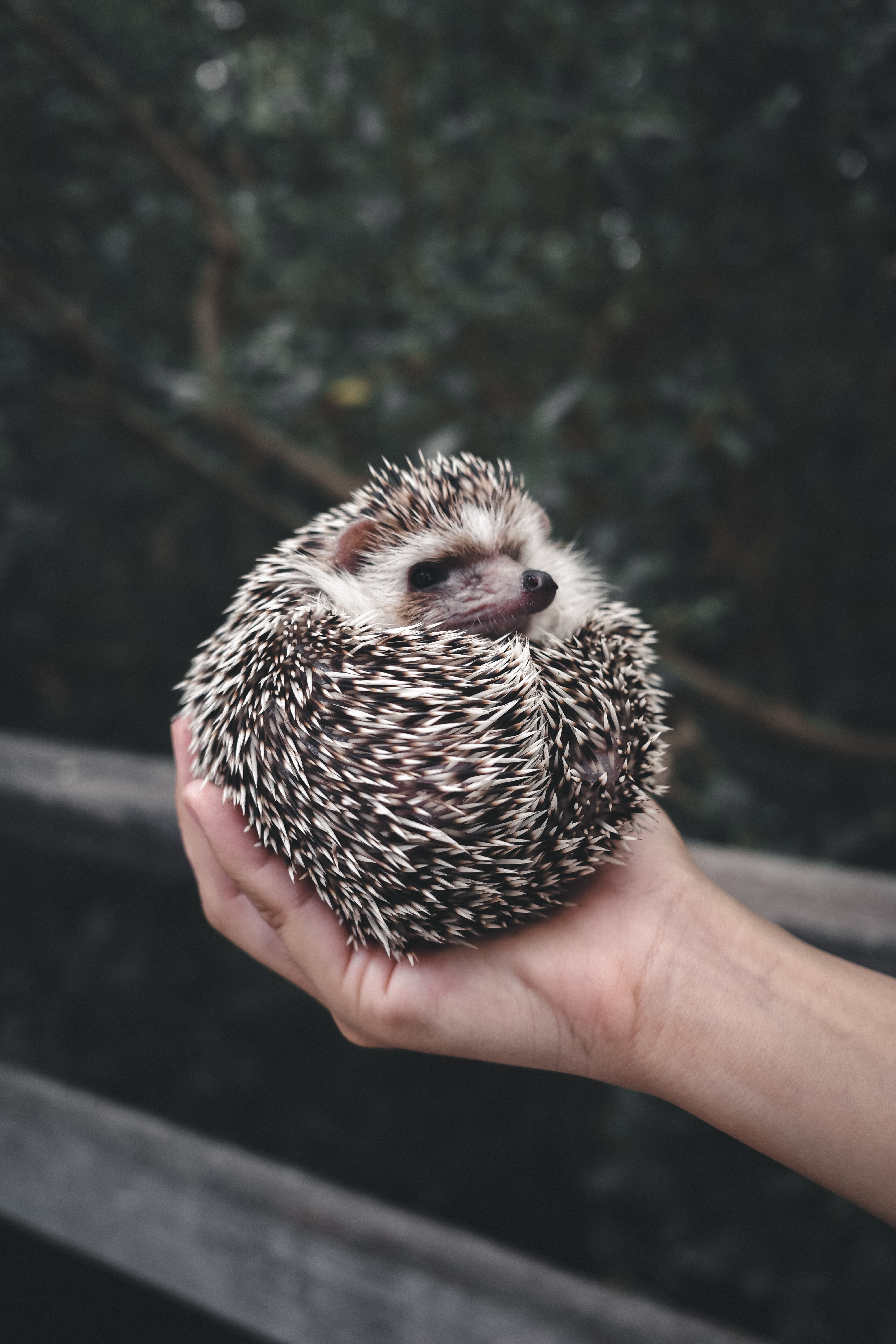 Hedgehog as a Pet Curled Up in Someone's Hand