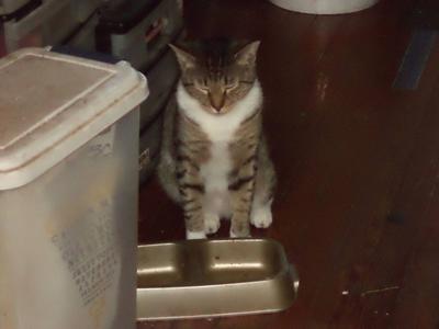 Hungry Richard Parker