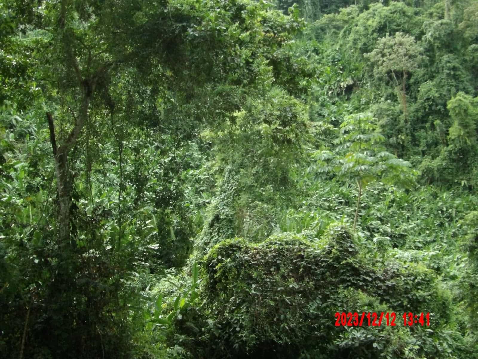 Very Lush Forest in Puerto Jimenez Costa Rica