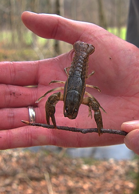 Caryfish Holding a Stick in Front of a Man's Hand. The Crayfish  is Less Than the Size of the Man's Open Palm