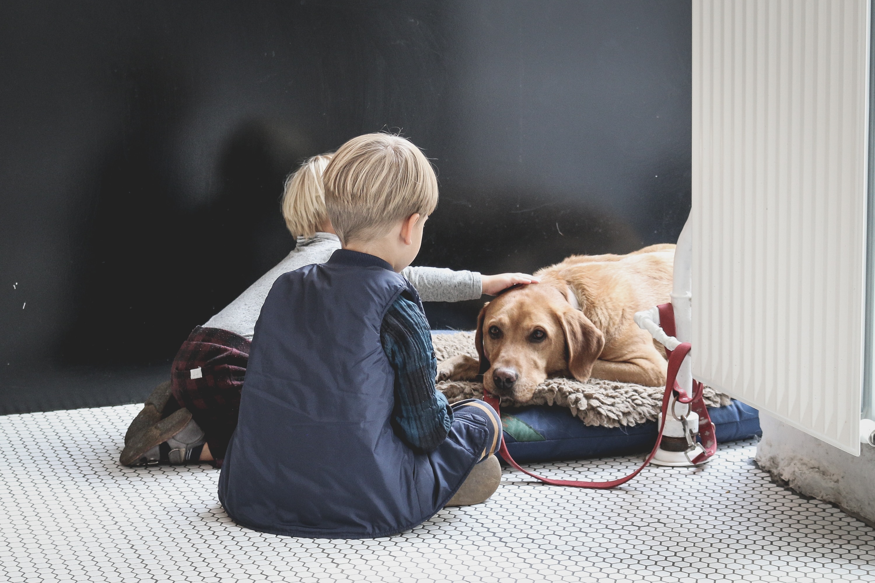 Two Children Sitting Down and Petting Their Adopted Dog dog and childen Photo by sabina fratila on Unsplash