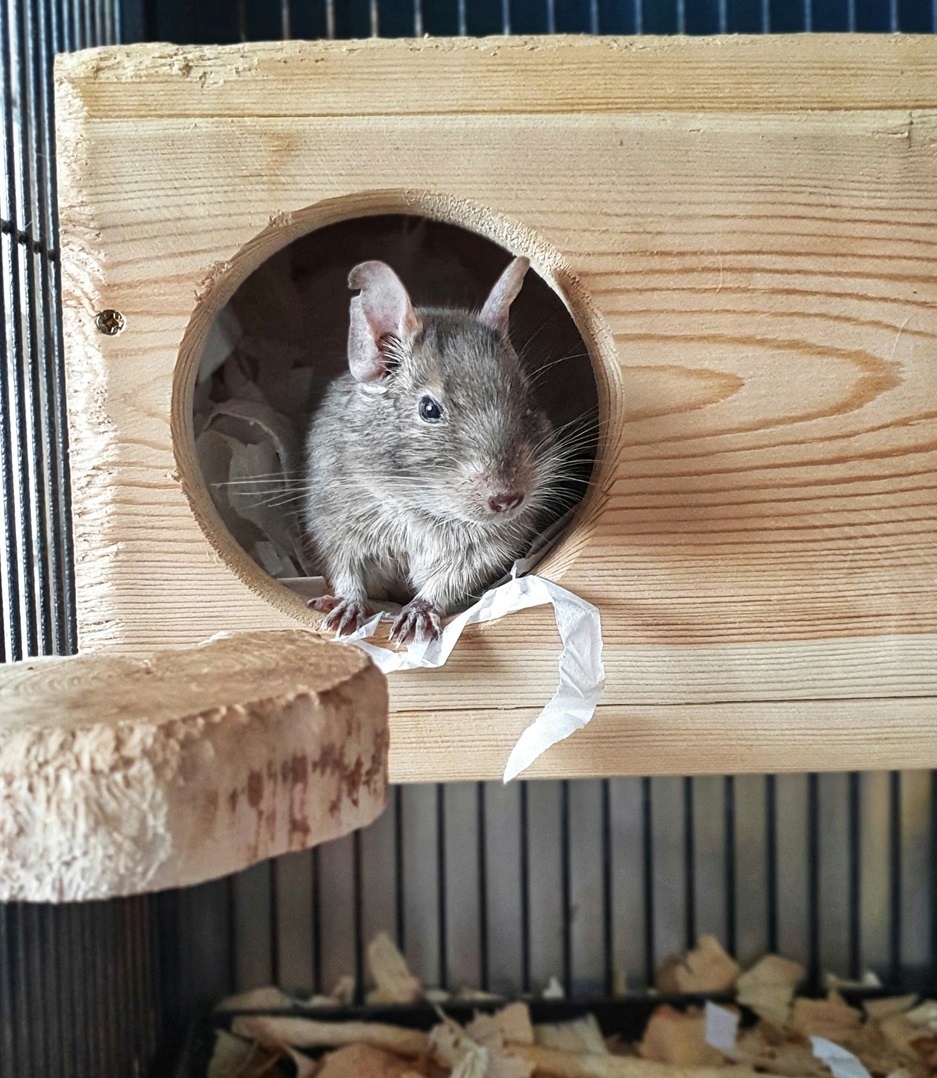 Degu Peeking Out of a Hidy in Its Cage Degu Peeking Out of a Hidy in Its Cage