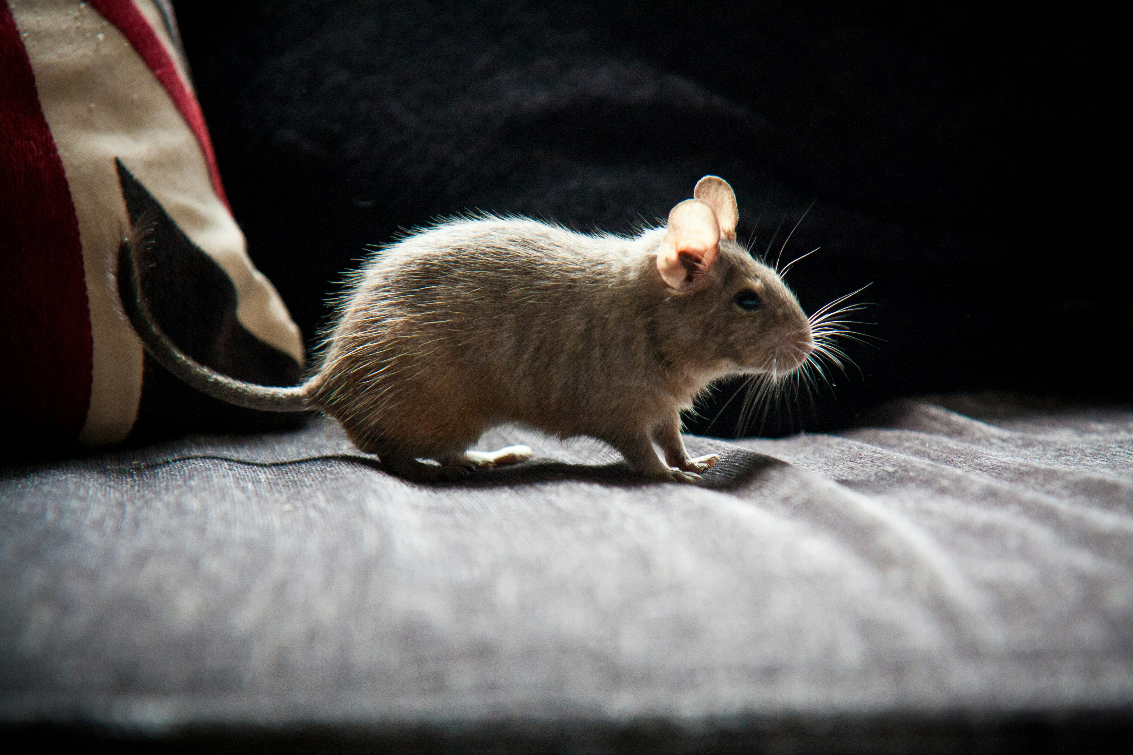 A Profile of a Degu A Profile of a Degu
