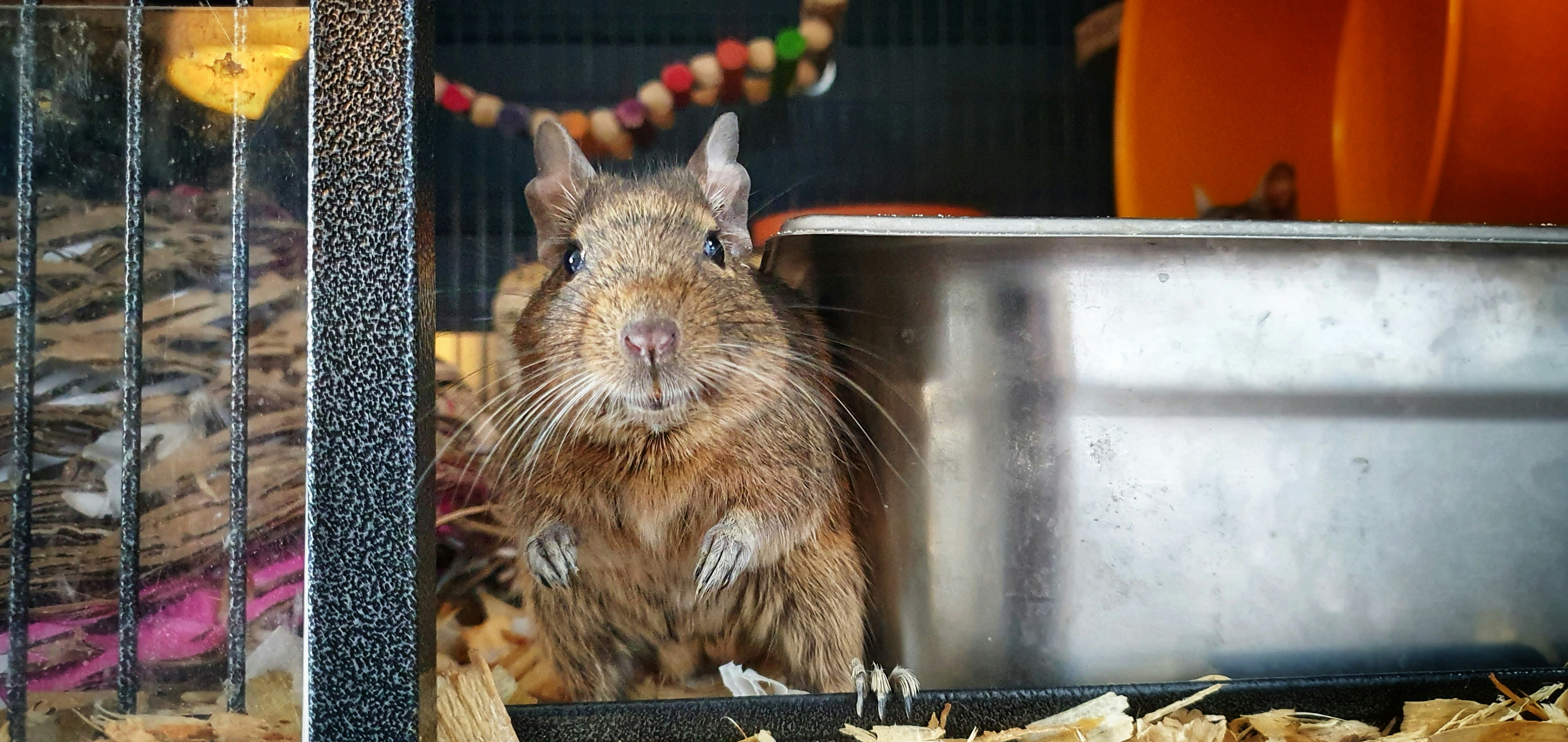 Degu in a Cage With Safe Wood Shavings For Bedding Degu in a Cage With Safe Wood Shavings For Bedding