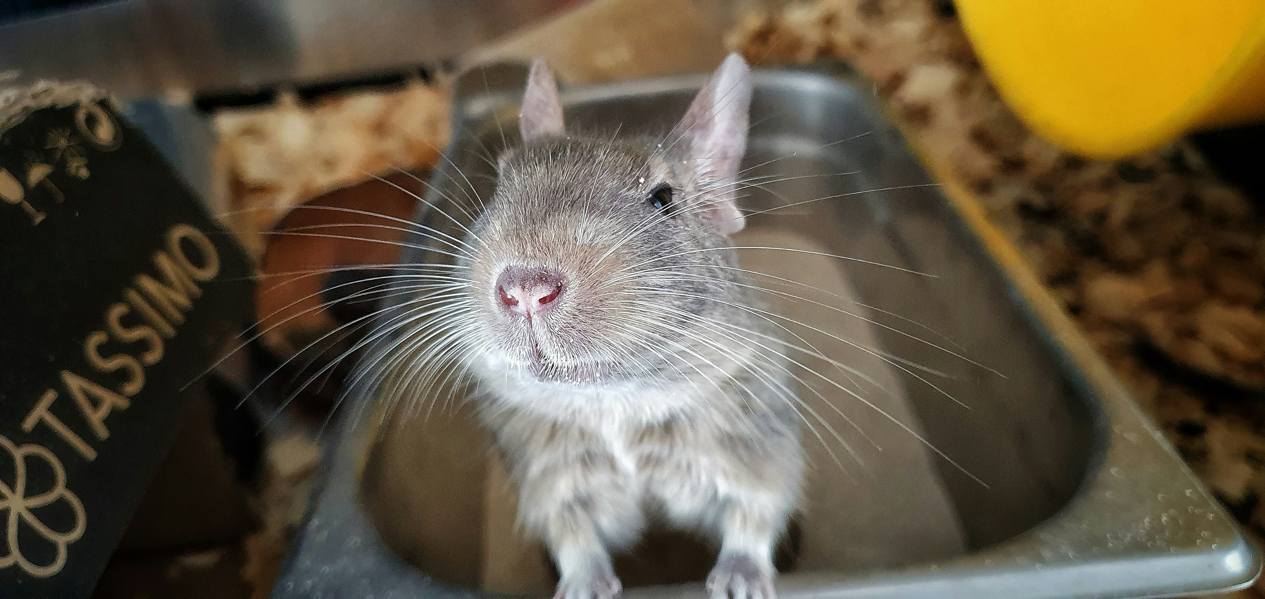 Degu in a Dust Bath Degu in a Dust Bath