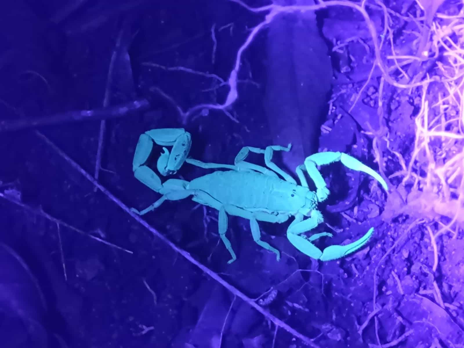 Scorpion Illuminated by a UV Light That We Saw During Our Night Tour of Monteverde Scorpion Illuminated by a UV Light That We Saw During Our Night Tour of Monteverde