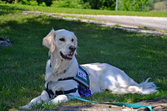 Dog Sitting in the Grass Looking Attentive and Wearing a Service Dog Vest
