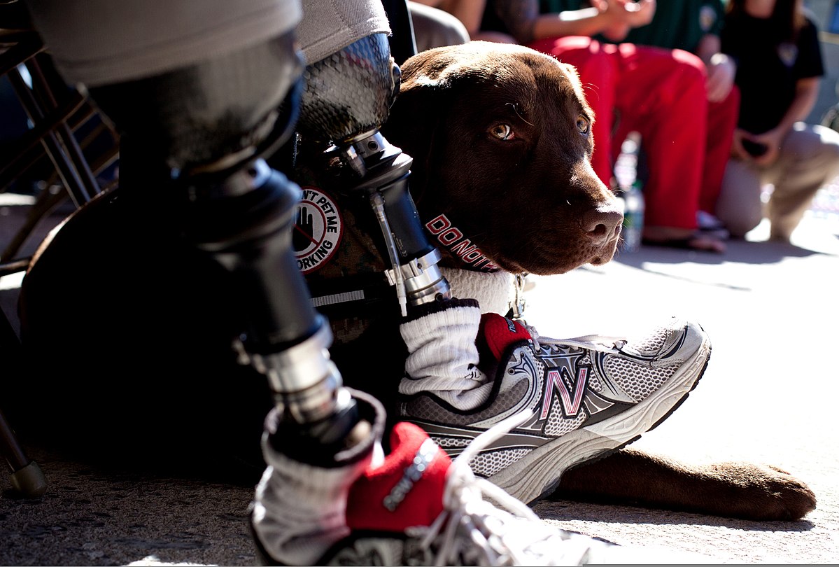 Trained Service Dog Peeking Out from Between a Person's Les Prostheses