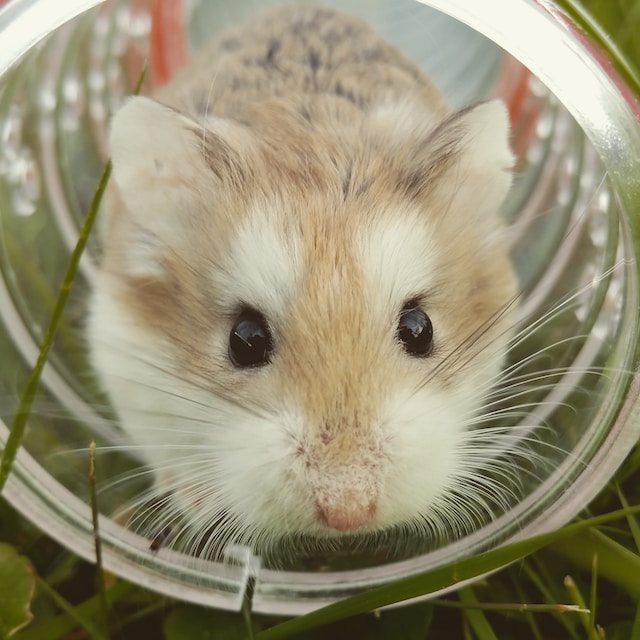 Pet Hamster in a Maze Tube. Taking Care of a Hamster Involves Giving Them Stimulation