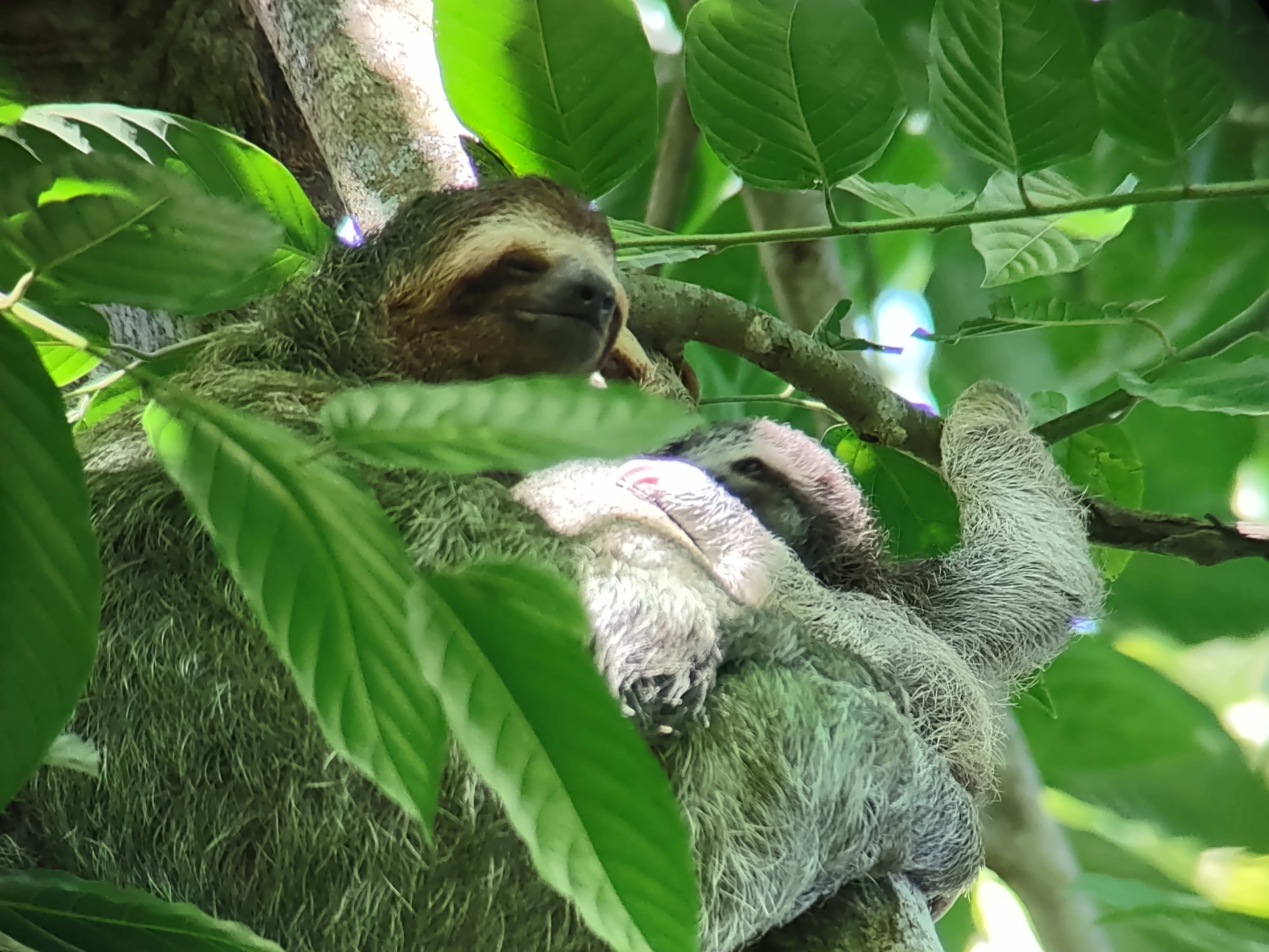 A Sloth at the Sloth Garden in Puerto Jimenez A Sloth at the Sloth Garden in Puerto Jimenez