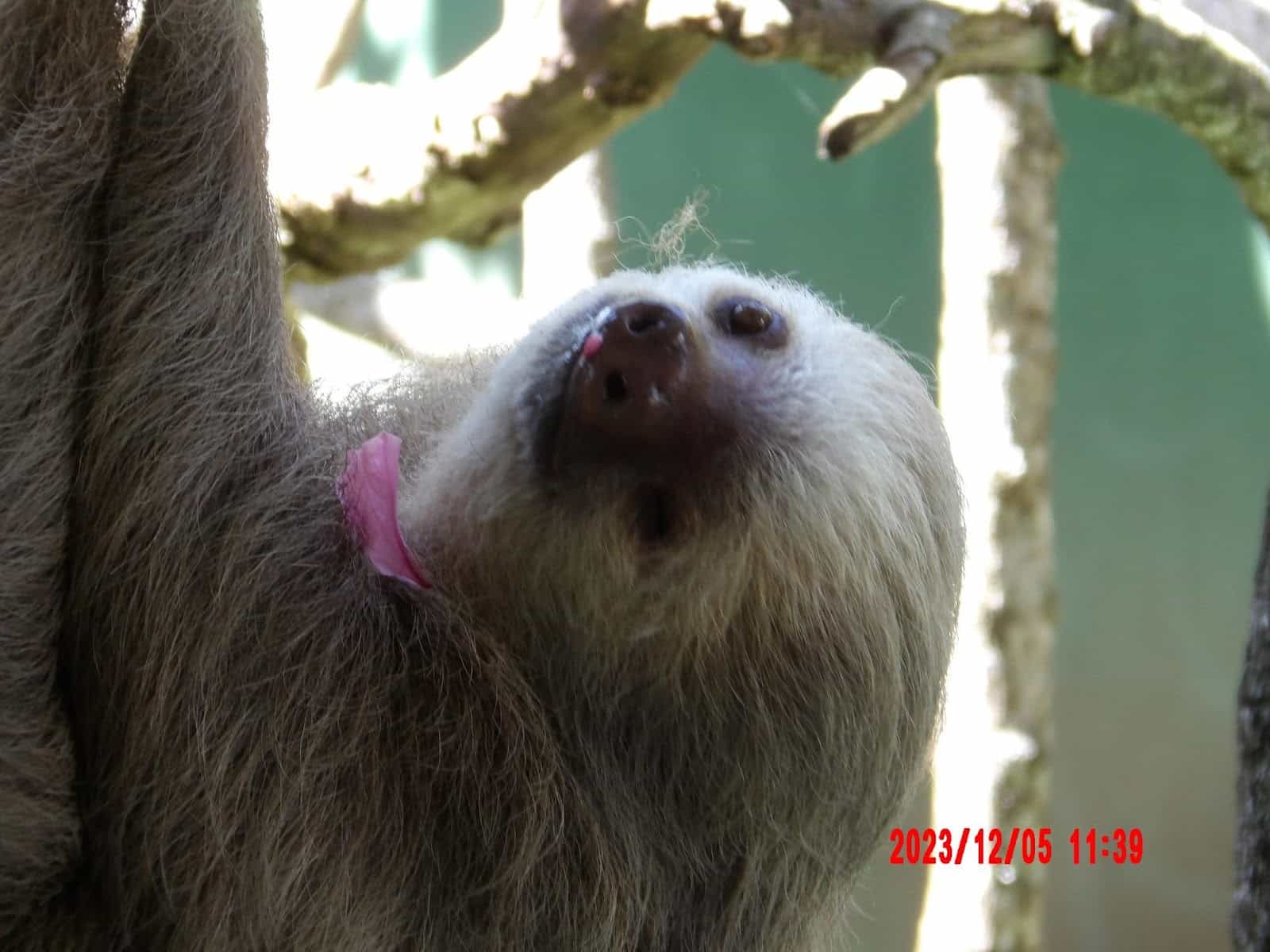 A Sloth Hanging From a Tree A Sloth Hanging From a Tree