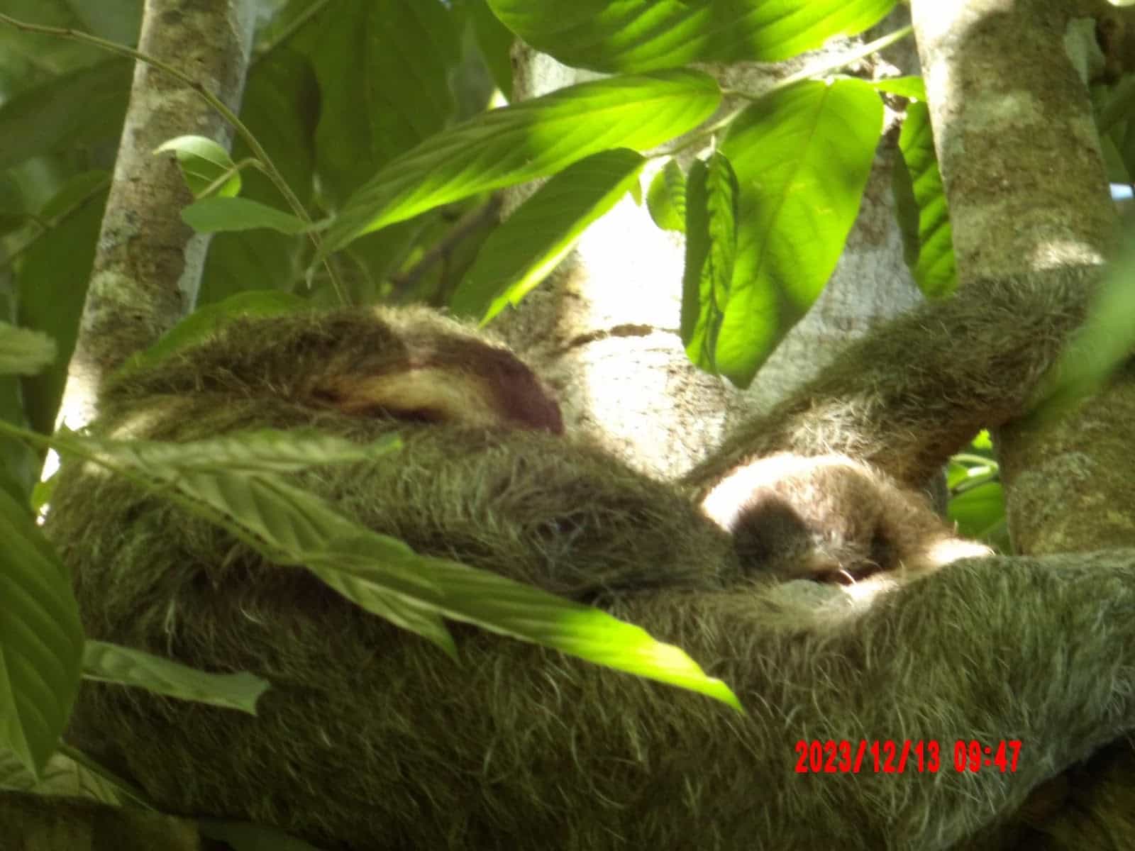 Mom Sloth in a Tree With Her Baby