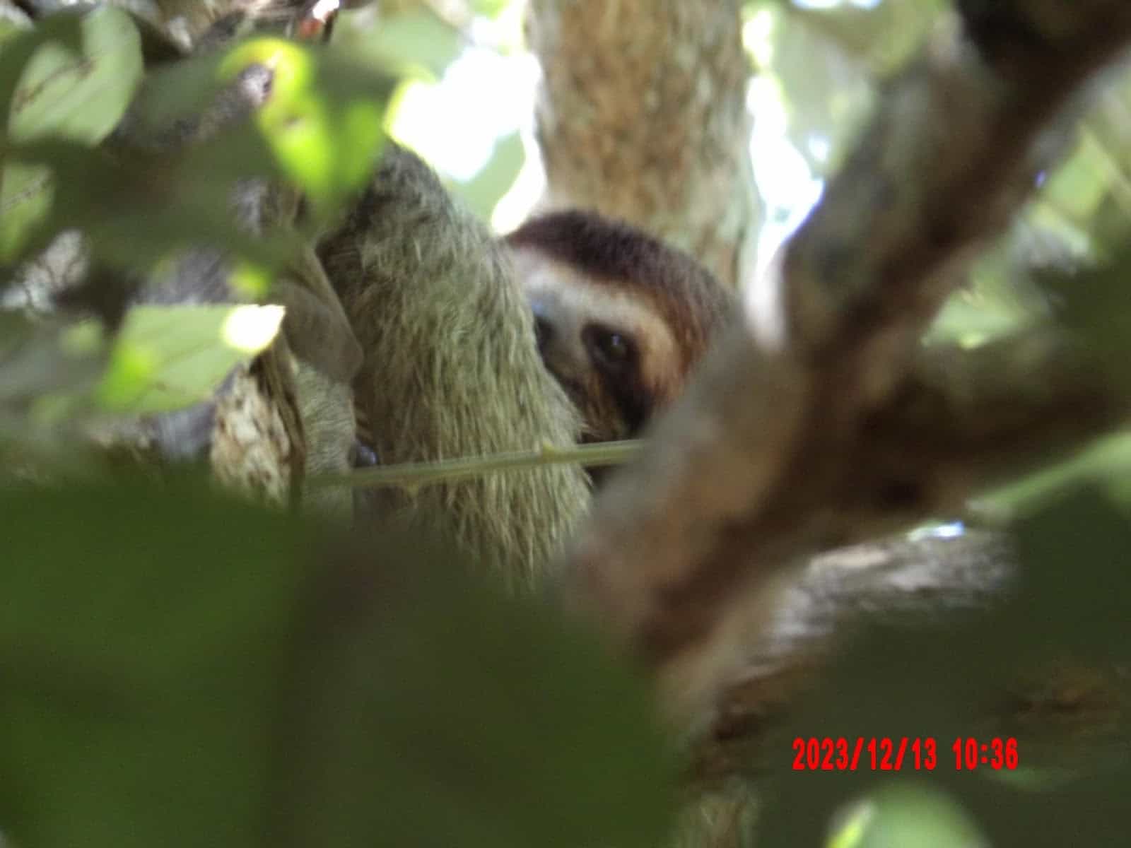 A Sloth Peeking Out Through the Leaves