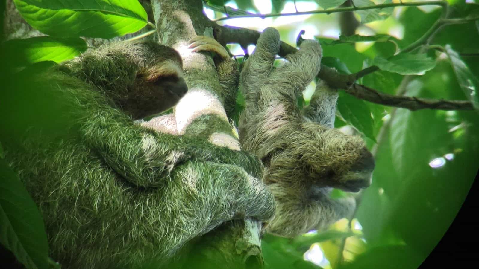 A Mom Sloth Looking After Her Baby in a Tree